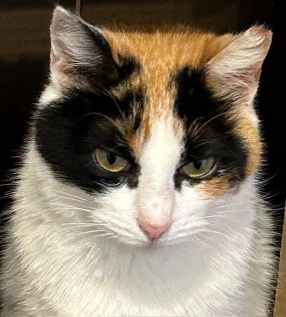 Enlarge Pearl, a Adoptable Domestic Short Hair in GREENVILLE, SC image 1/4