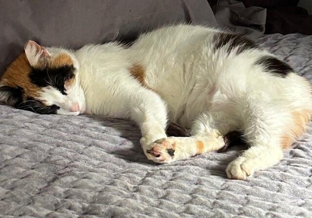 Enlarge Pearl, a Adoptable Domestic Short Hair in GREENVILLE, SC image 2/4