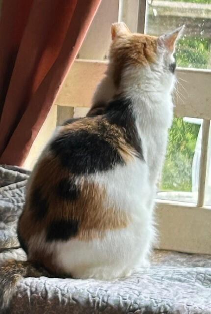 Enlarge Pearl, a Adoptable Domestic Short Hair in GREENVILLE, SC image 3/4