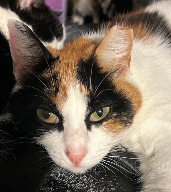 Enlarge Pearl, a Adoptable Domestic Short Hair in GREENVILLE, SC image 6/6