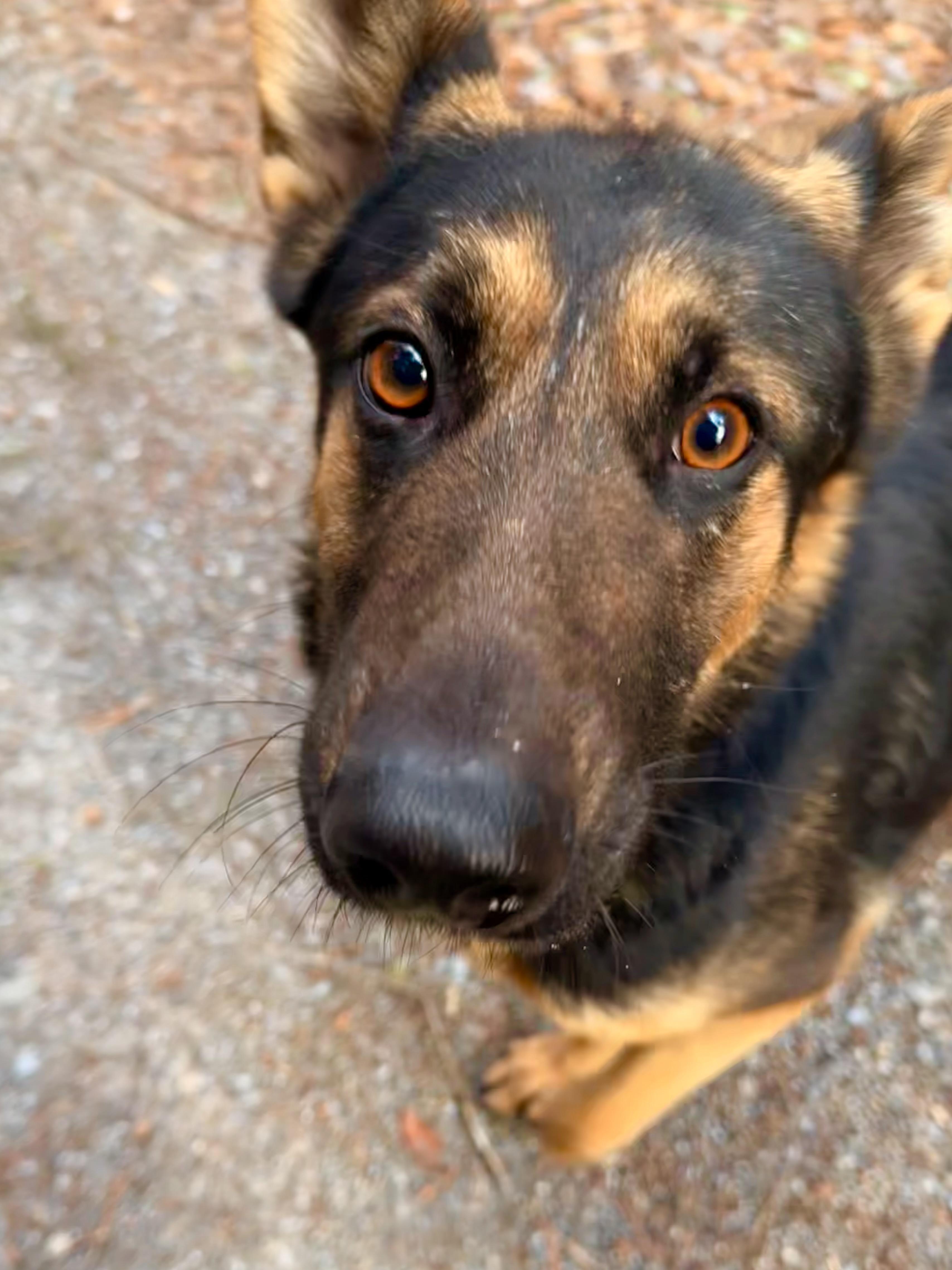 Ruby, a ADOPTABLE German Shepherd Dog in Milford, NY image 6/6