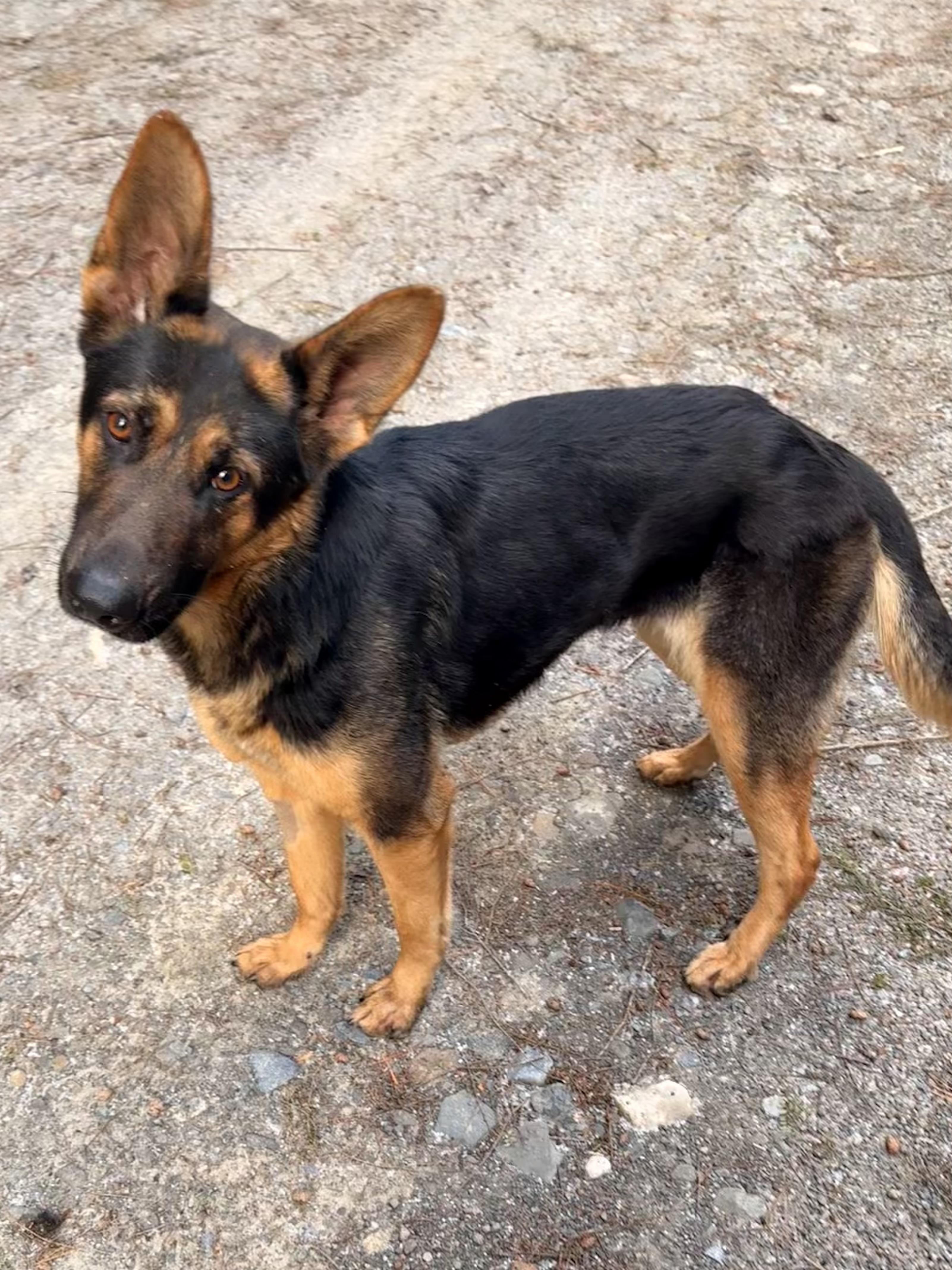 Ruby, ADOPTABLE, Young Female German Shepherd Dog.