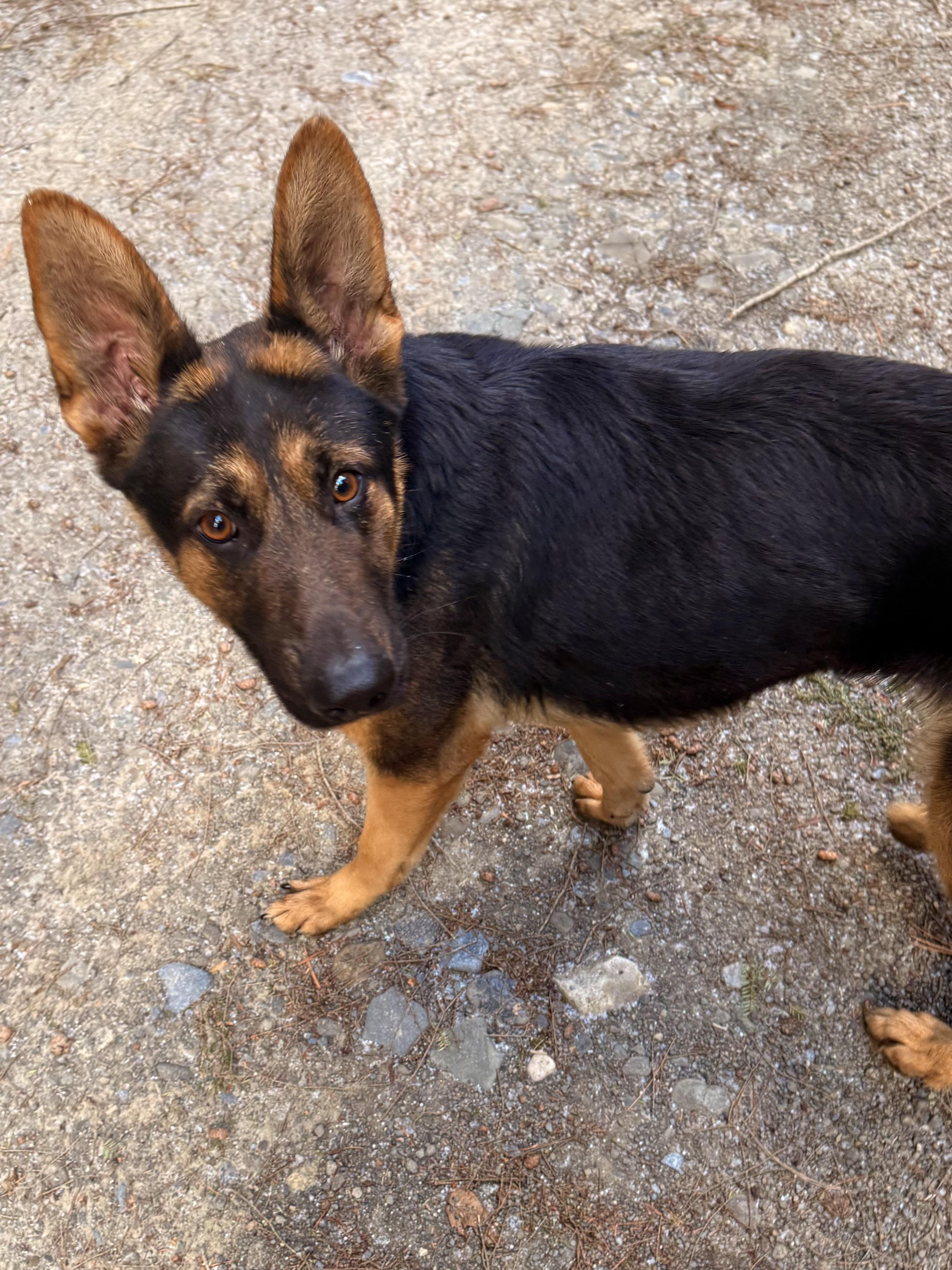 Ruby, a ADOPTABLE German Shepherd Dog in Milford, NY image 5/6