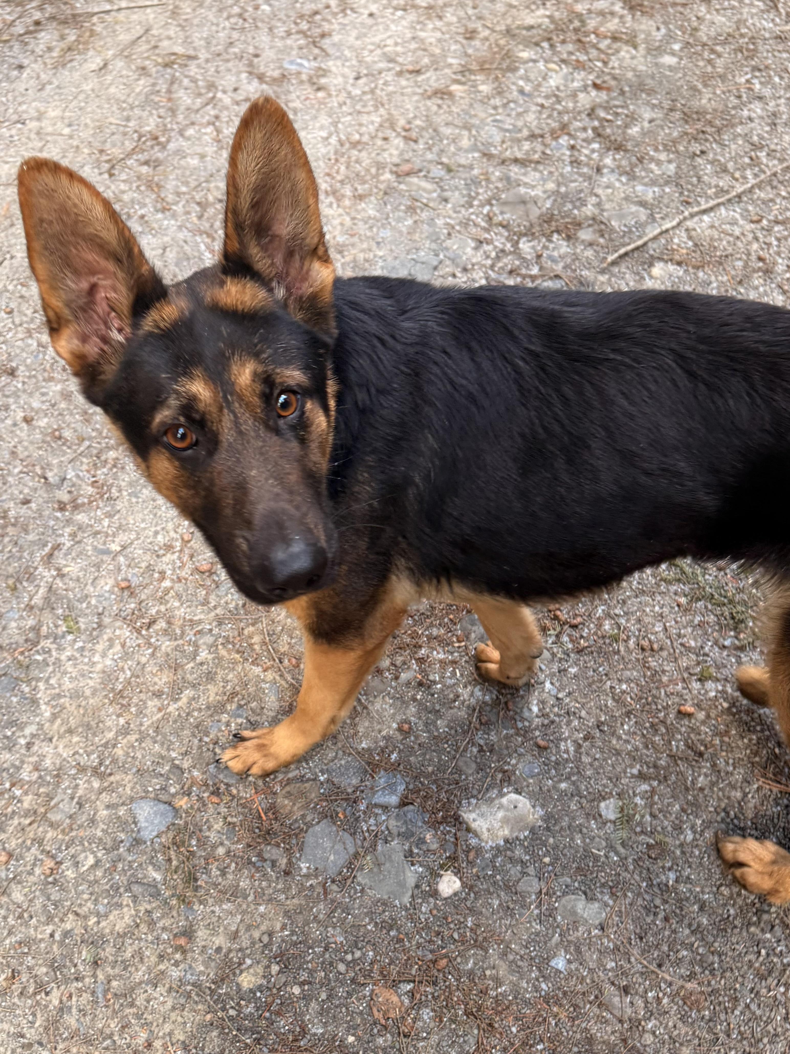 Enlarge Ruby, a ADOPTABLE German Shepherd Dog in Milford, NY image 2/5