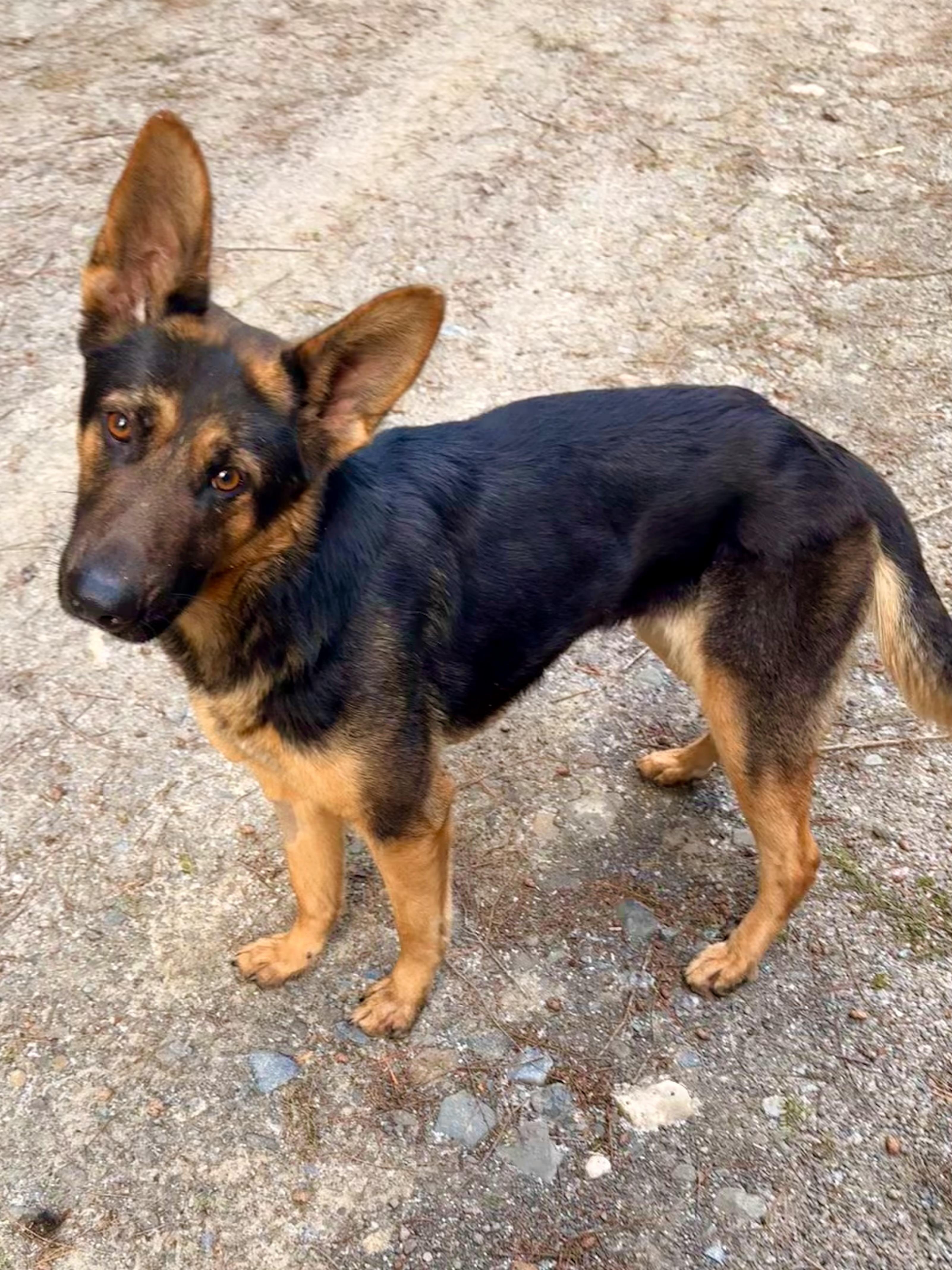 Ruby, a ADOPTABLE German Shepherd Dog in Milford, NY image 1/6
