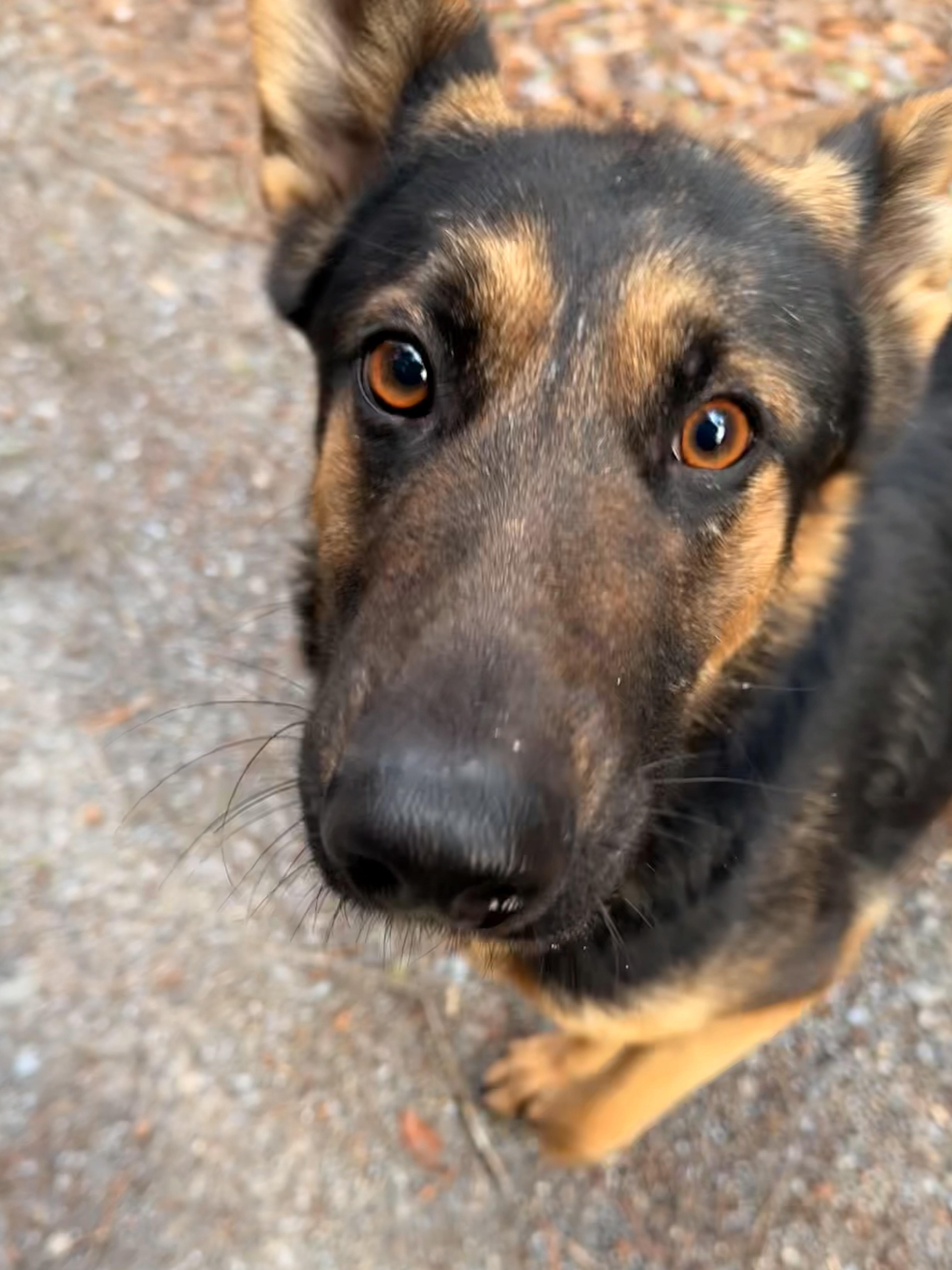 Enlarge Ruby, a ADOPTABLE German Shepherd Dog in Milford, NY image 3/5