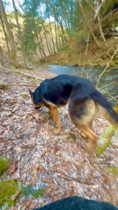 Enlarge Ruby, a ADOPTABLE German Shepherd Dog in Milford, NY video 3/6