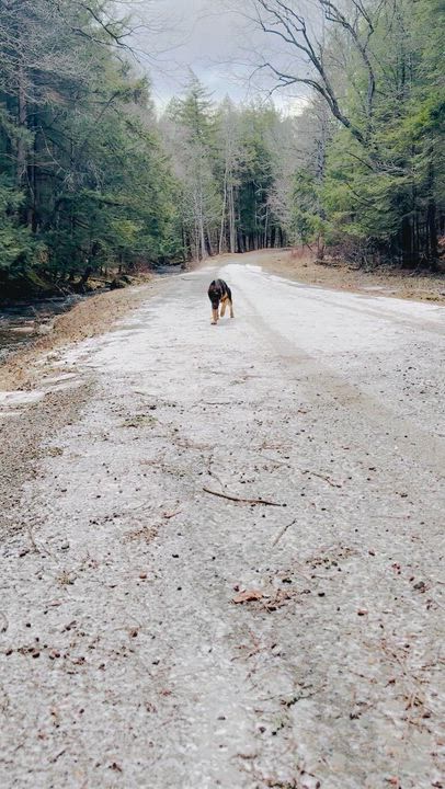 Enlarge Ruby, a ADOPTABLE German Shepherd Dog in Milford, NY video 4/5