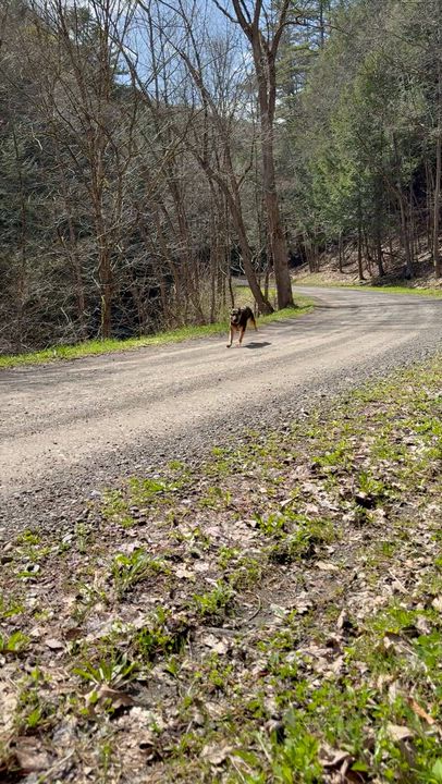 Enlarge Ruby, a ADOPTABLE German Shepherd Dog in Milford, NY video 2/6