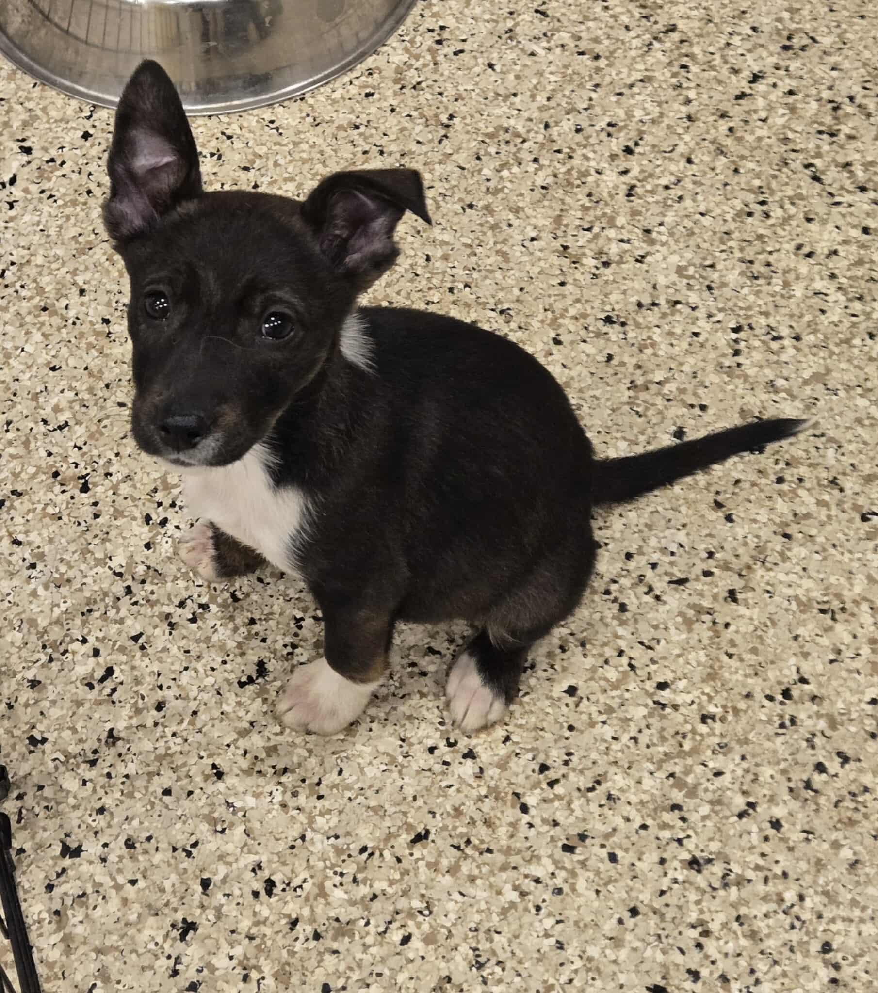 Kendall, adoptable, Puppy Female Mixed Breed.