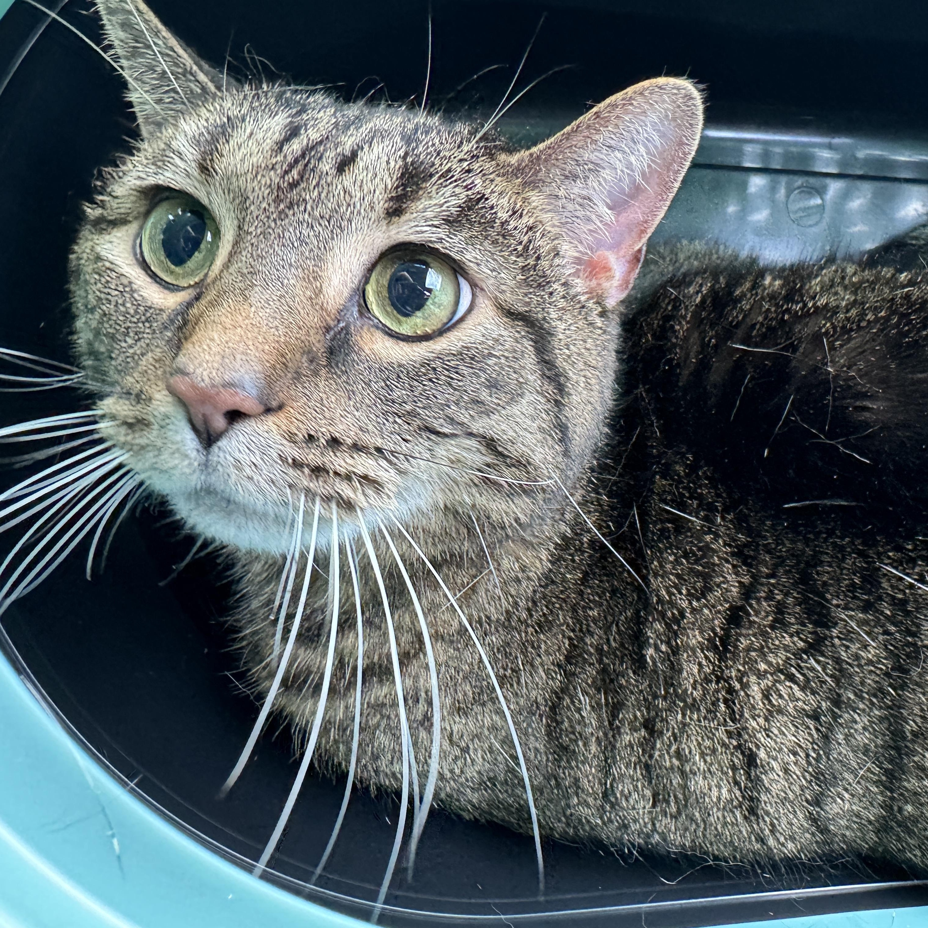 Trixie, a ADOPTABLE Domestic Short Hair in Huntington, WV image 2/2