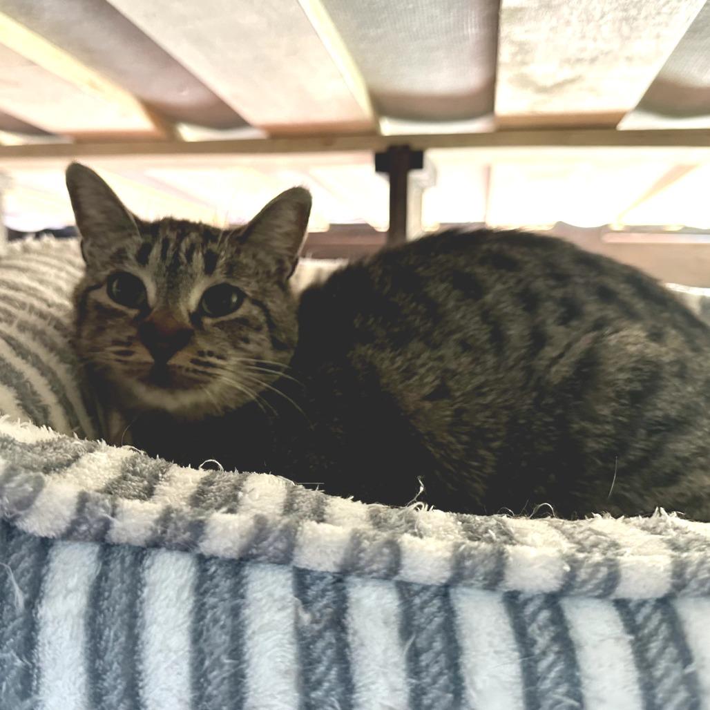 Harley — thumbnail 2