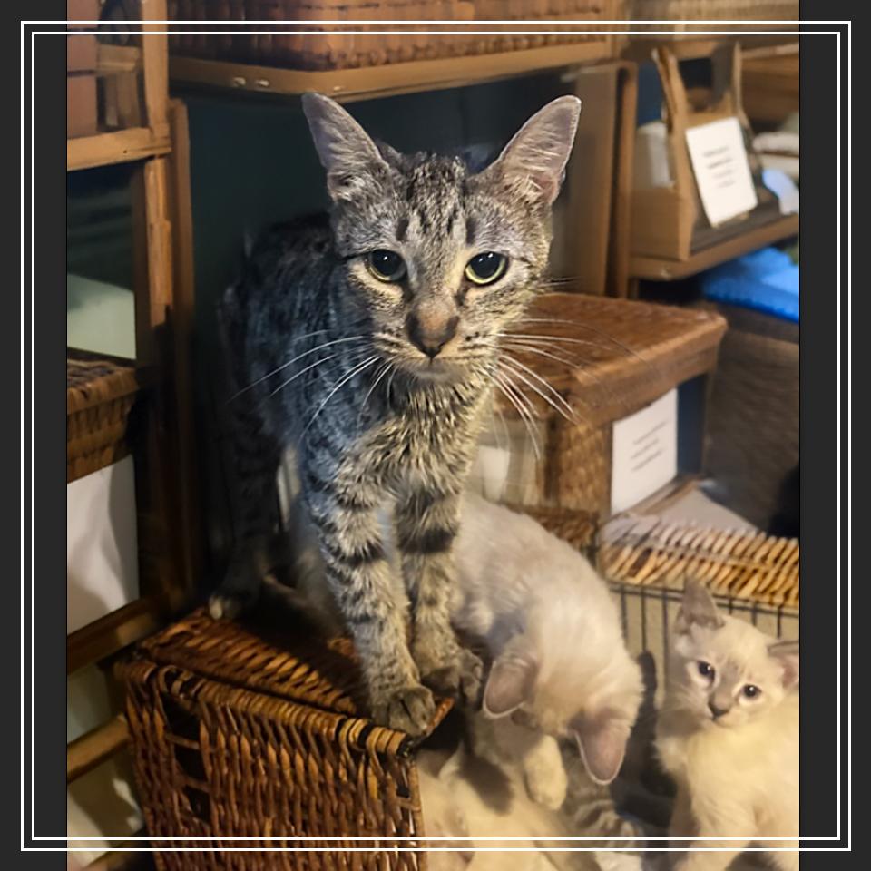 Harley — thumbnail 4