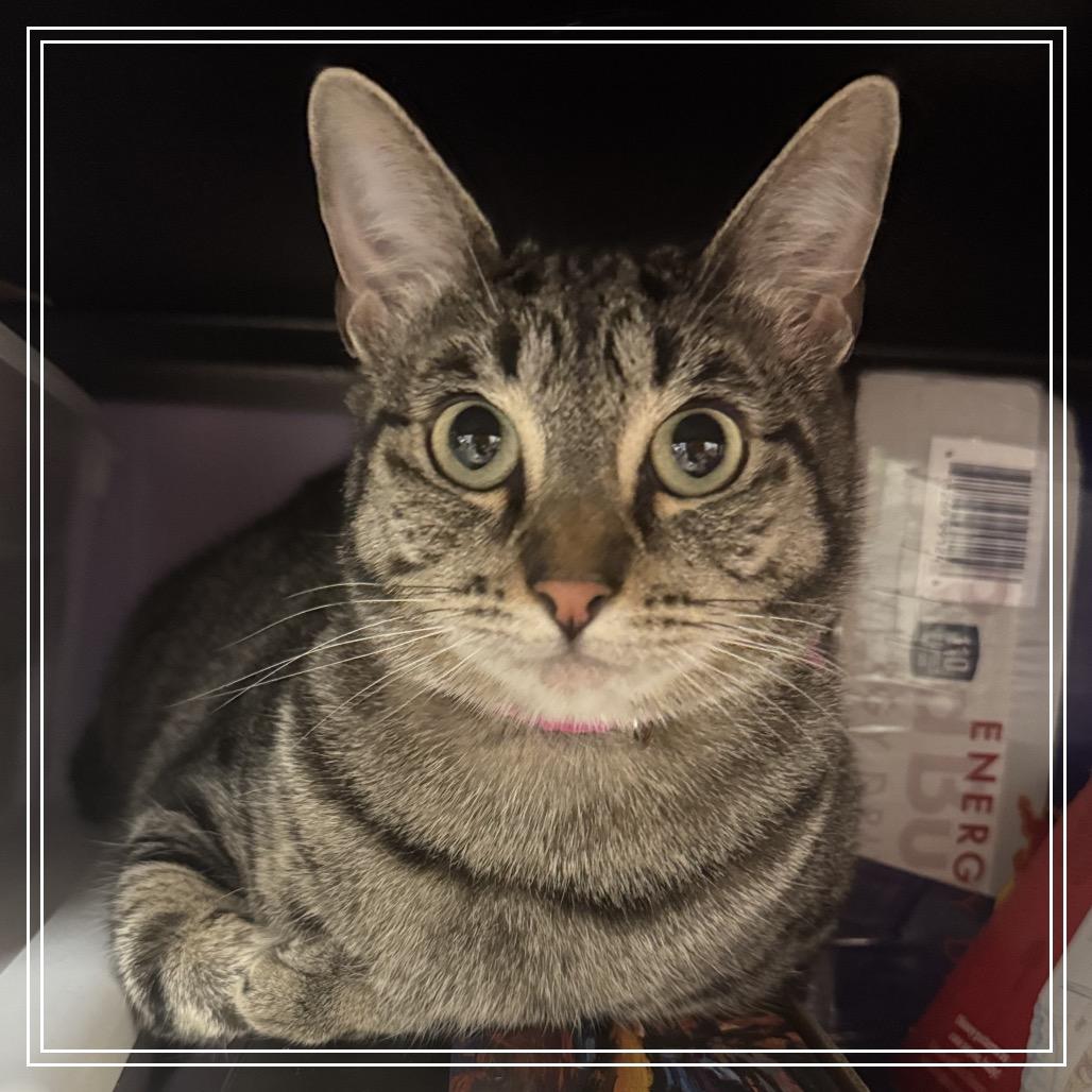 Harley — thumbnail 5