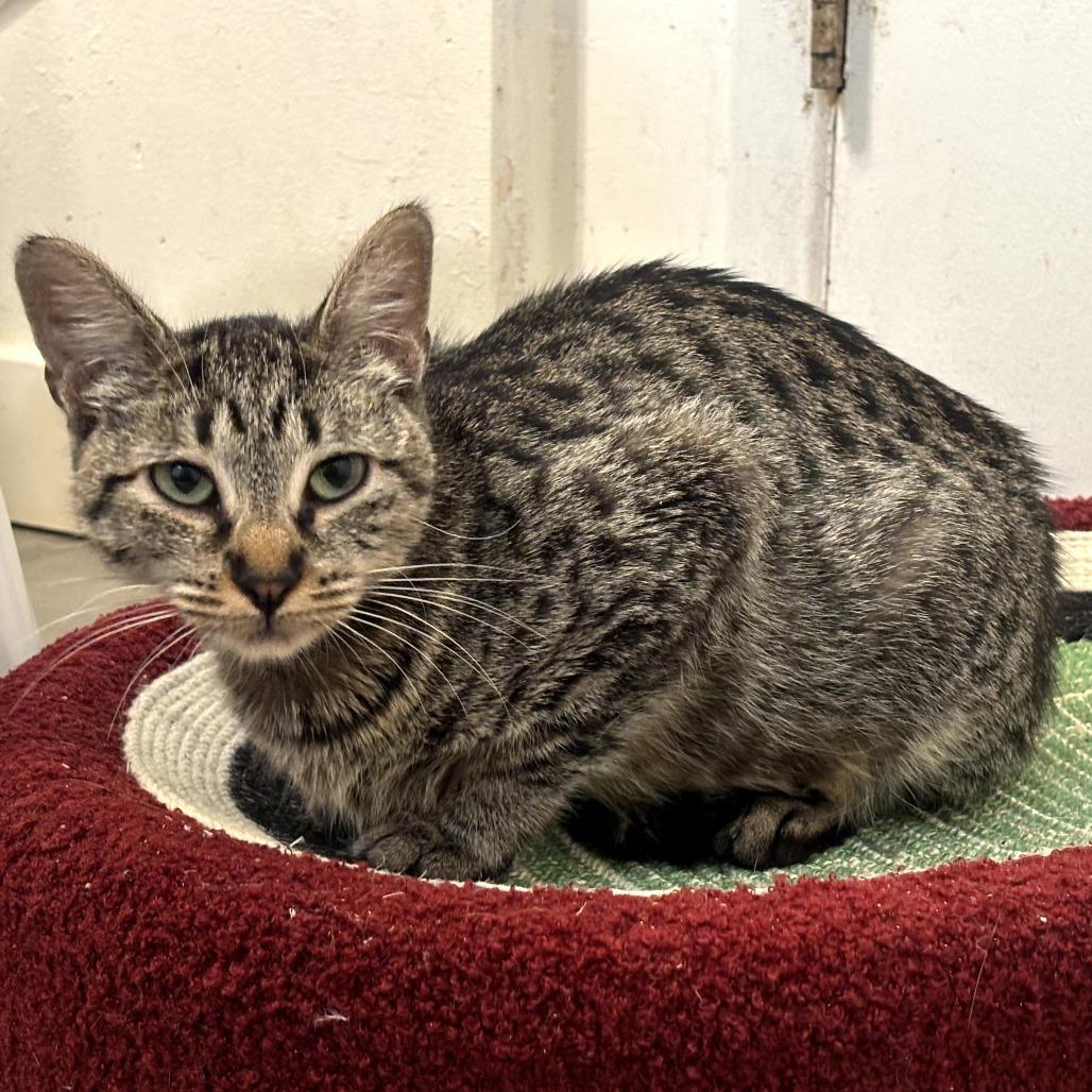 Harley — thumbnail 6