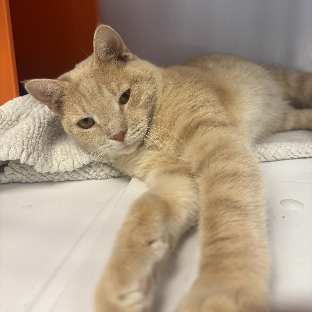 Enlarge Cyrus, a Adoptable Domestic Short Hair in Houston, TX image 1/2