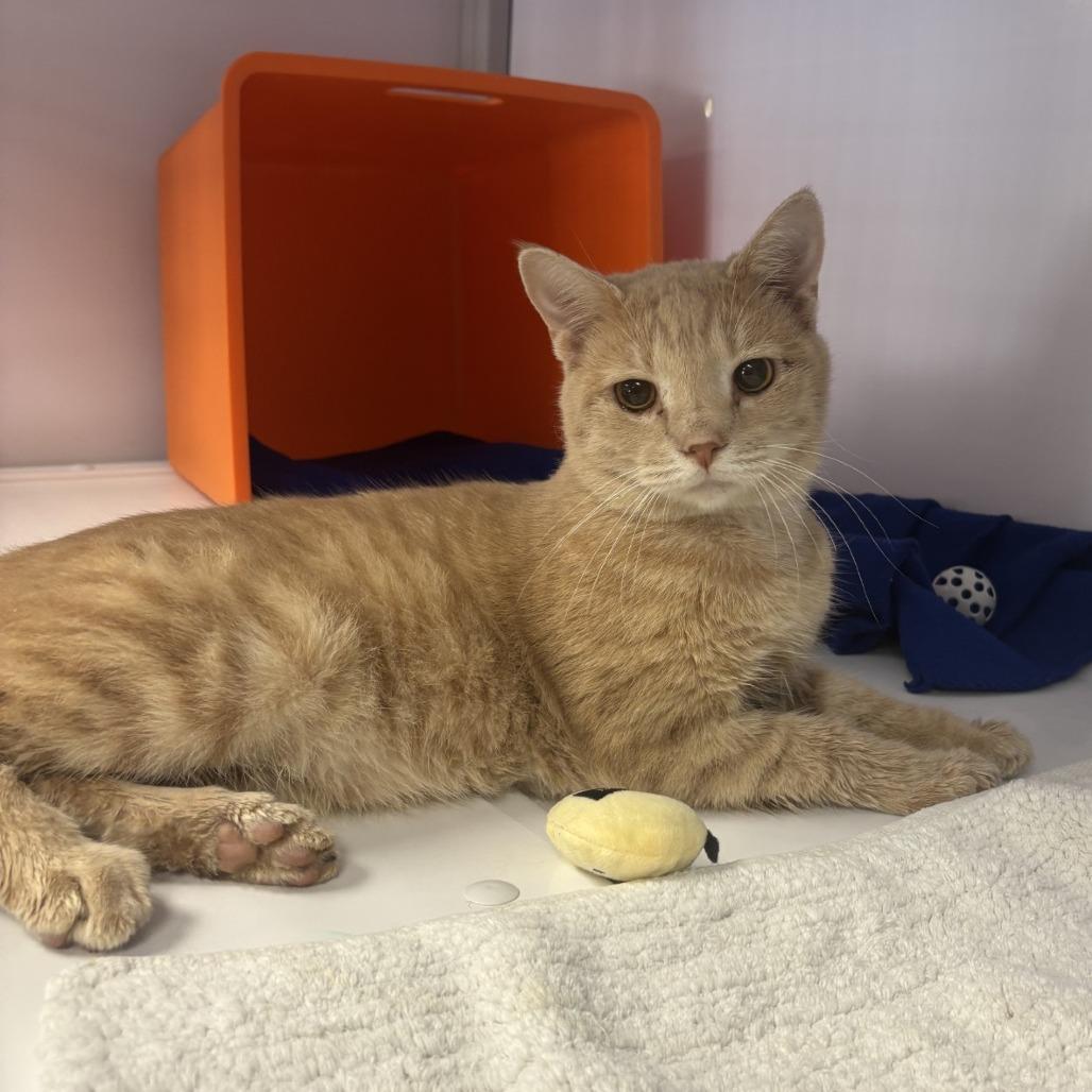 Enlarge Cyrus, a Adoptable Domestic Short Hair in Houston, TX image 2/2