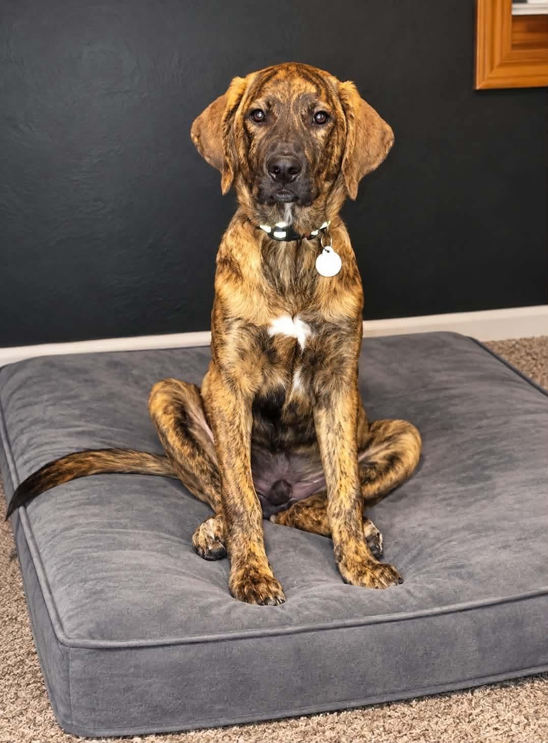 Schnookums, Adoptable, Puppy Male Mixed Breed.