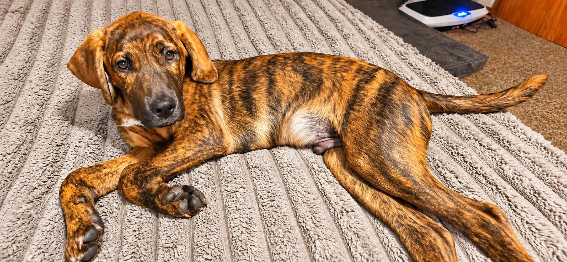 Enlarge Schnookums, a Adoptable Mixed Breed in De Pere, WI image 2/3