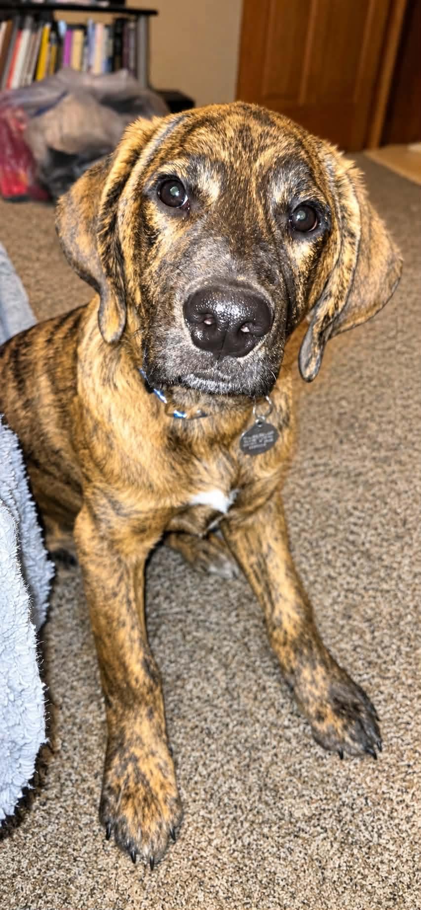 Enlarge Schnookums, a Adoptable Mixed Breed in De Pere, WI image 3/3
