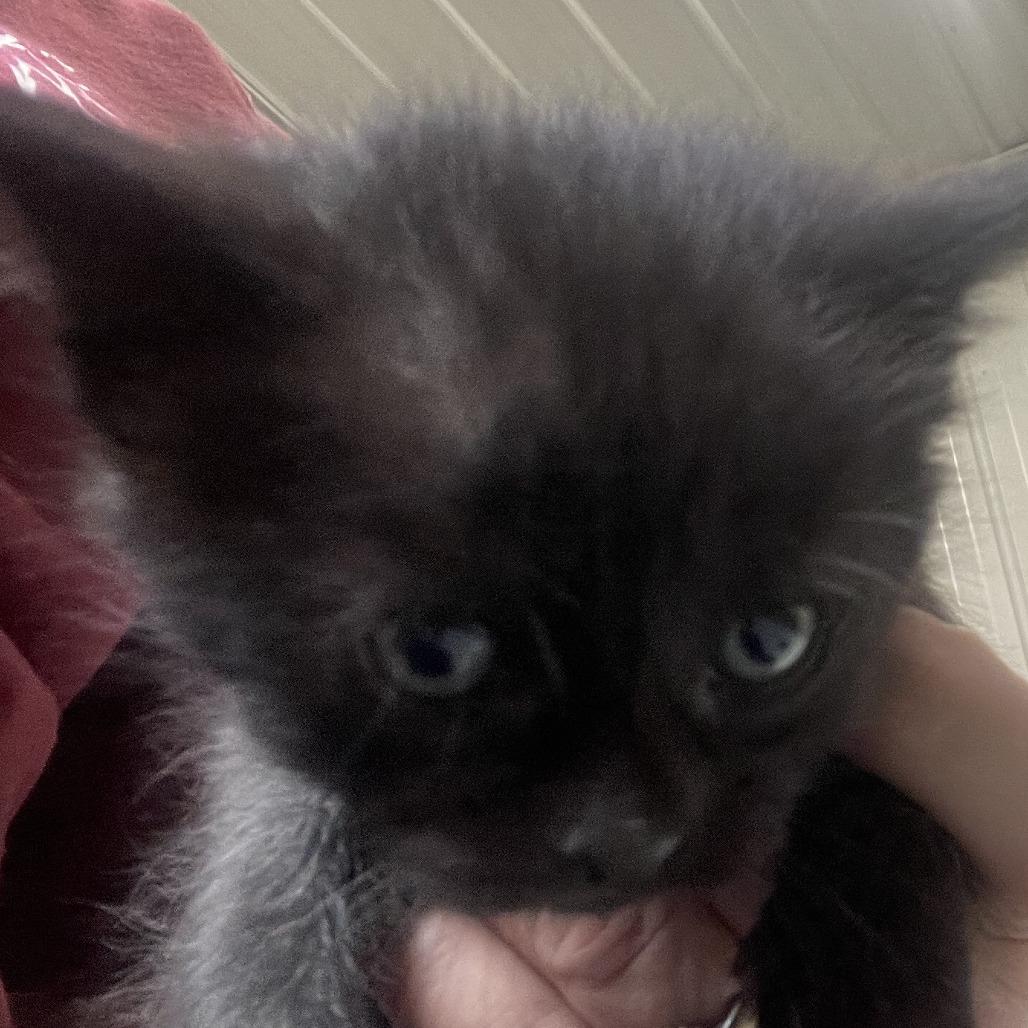 Jasmine, Adoptable, Kitten Female Domestic Short Hair.