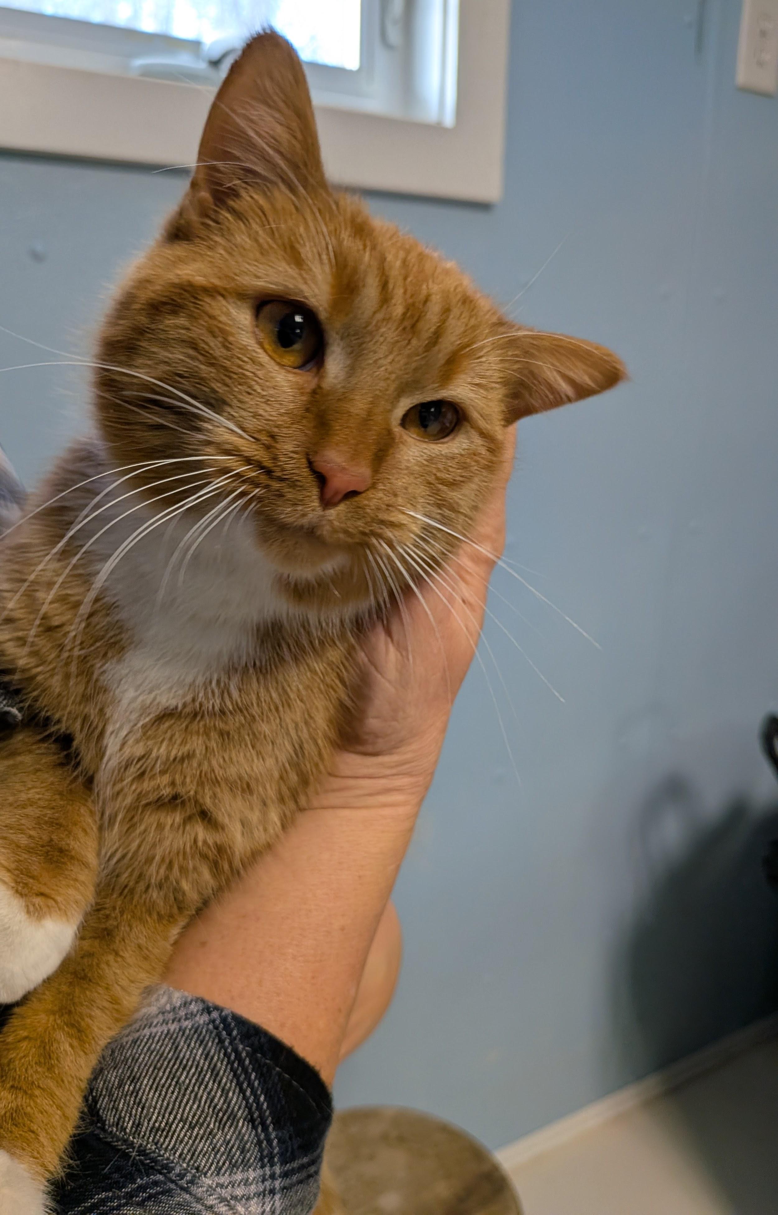 Creamsicle, an adopted Domestic Short Hair in Heathsville, VA image 1/2
