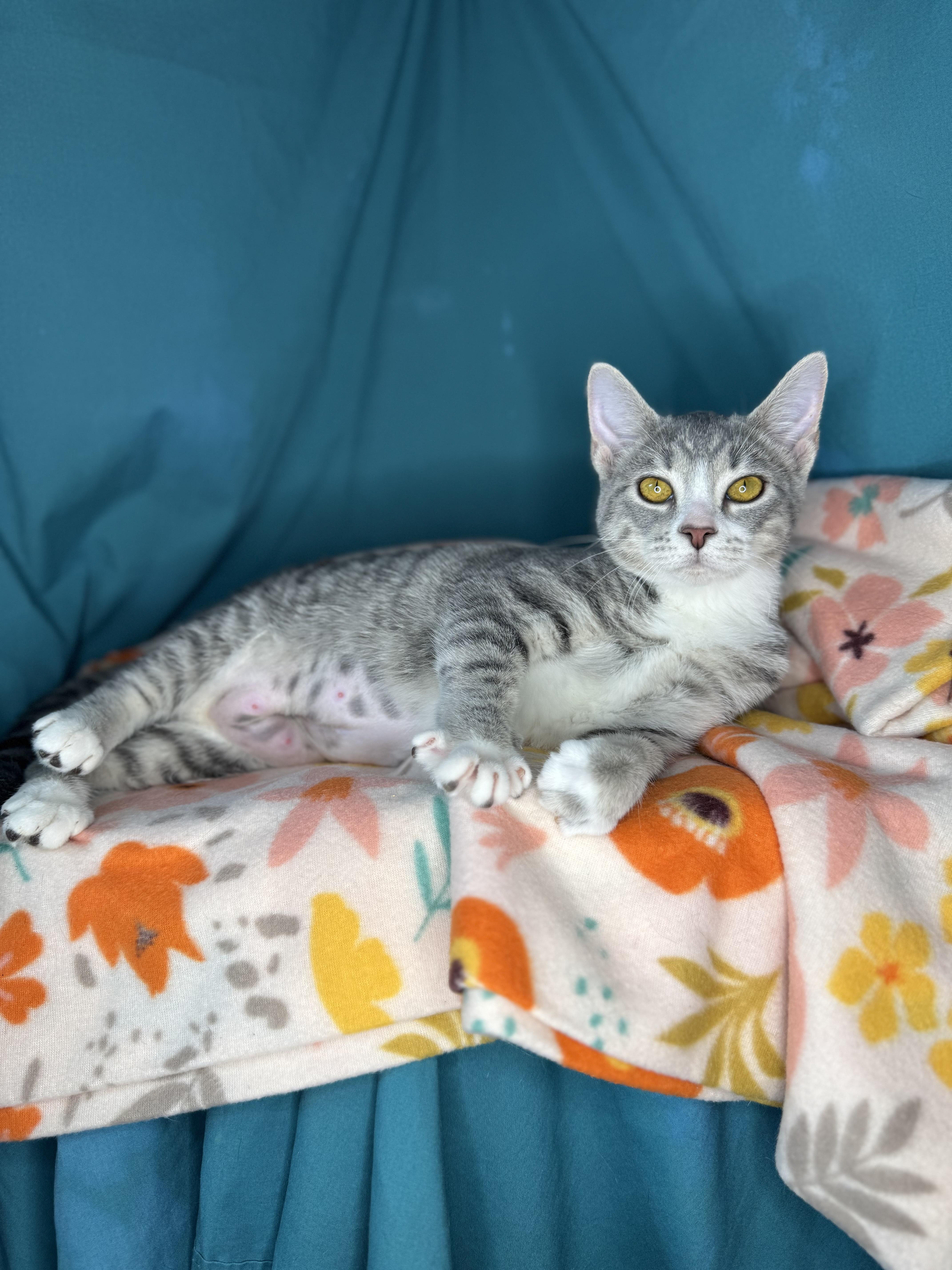 Calypso