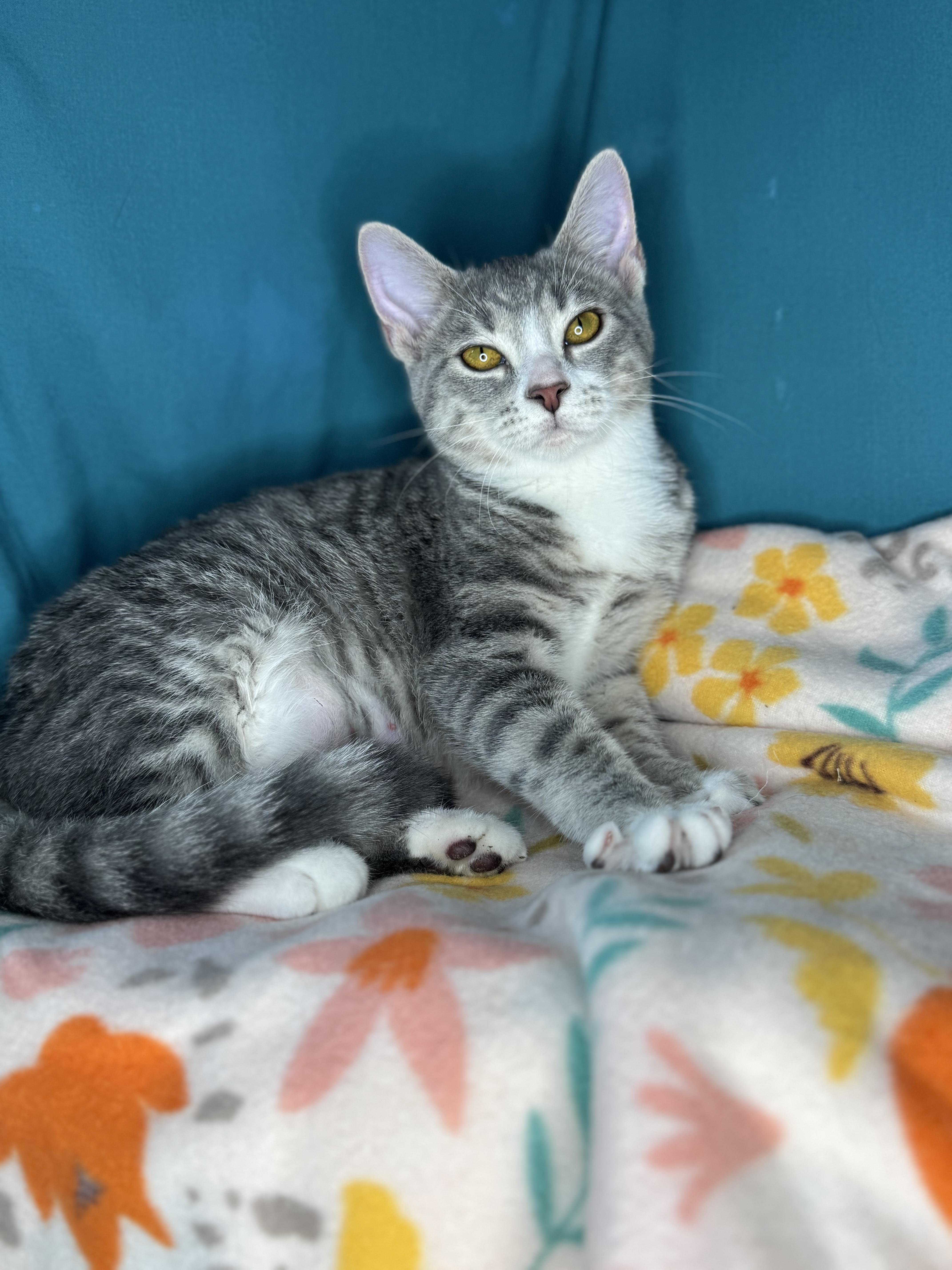 Calypso