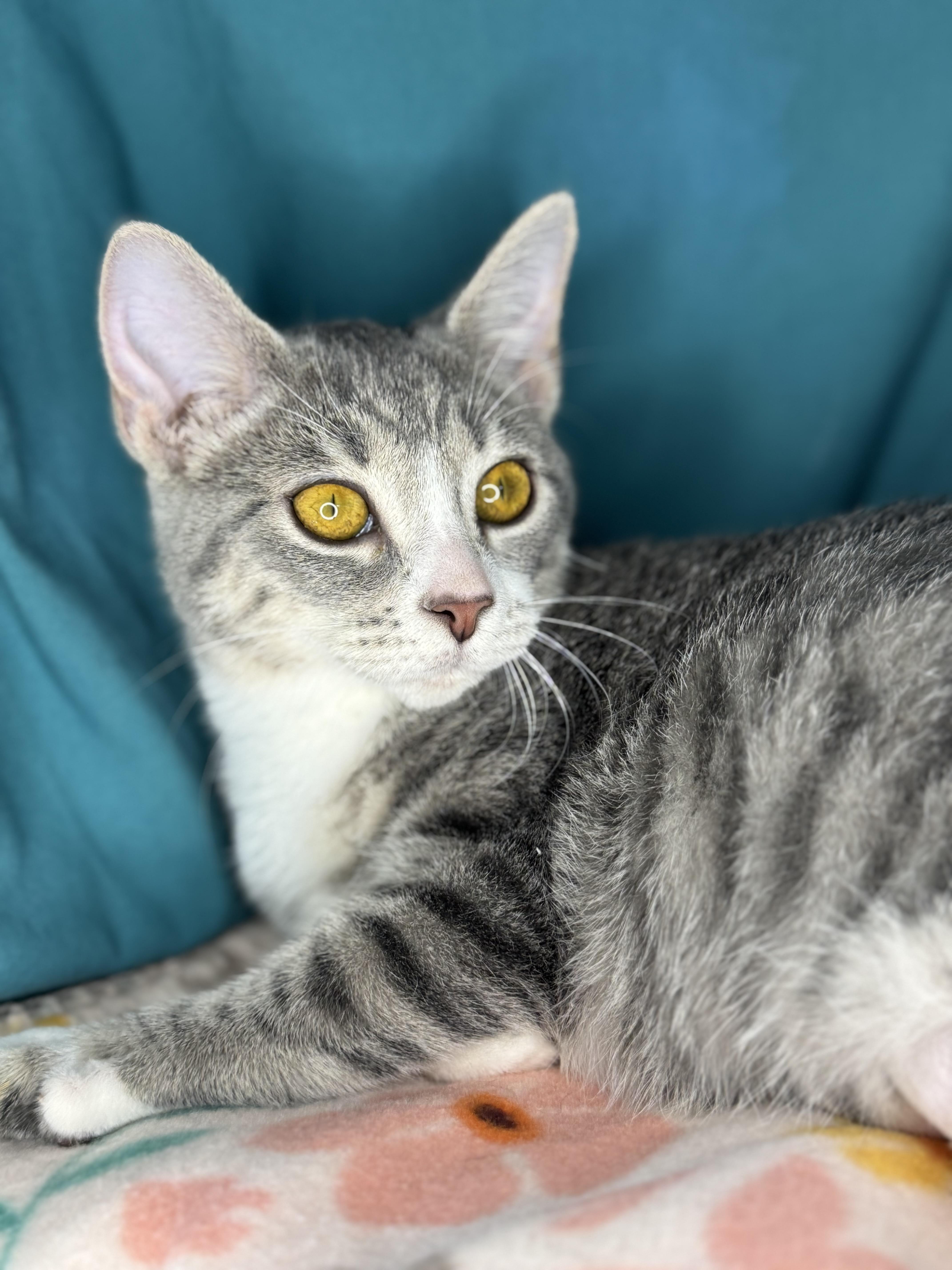 Calypso