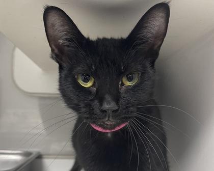 Enlarge Persephone, a Adoptable mixed breed in West Seneca, NY image 1/3