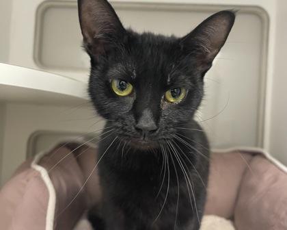 Enlarge Persephone, a Adoptable mixed breed in West Seneca, NY image 2/3