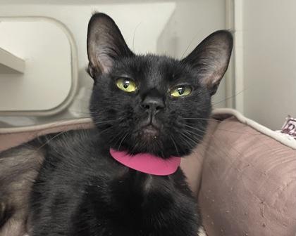 Enlarge Persephone, a Adoptable mixed breed in West Seneca, NY image 3/3