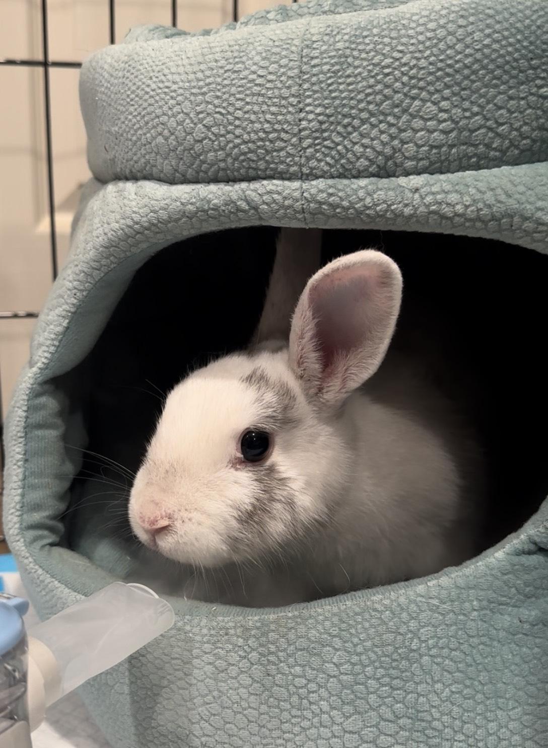 Sprinkles, Young Female unknown