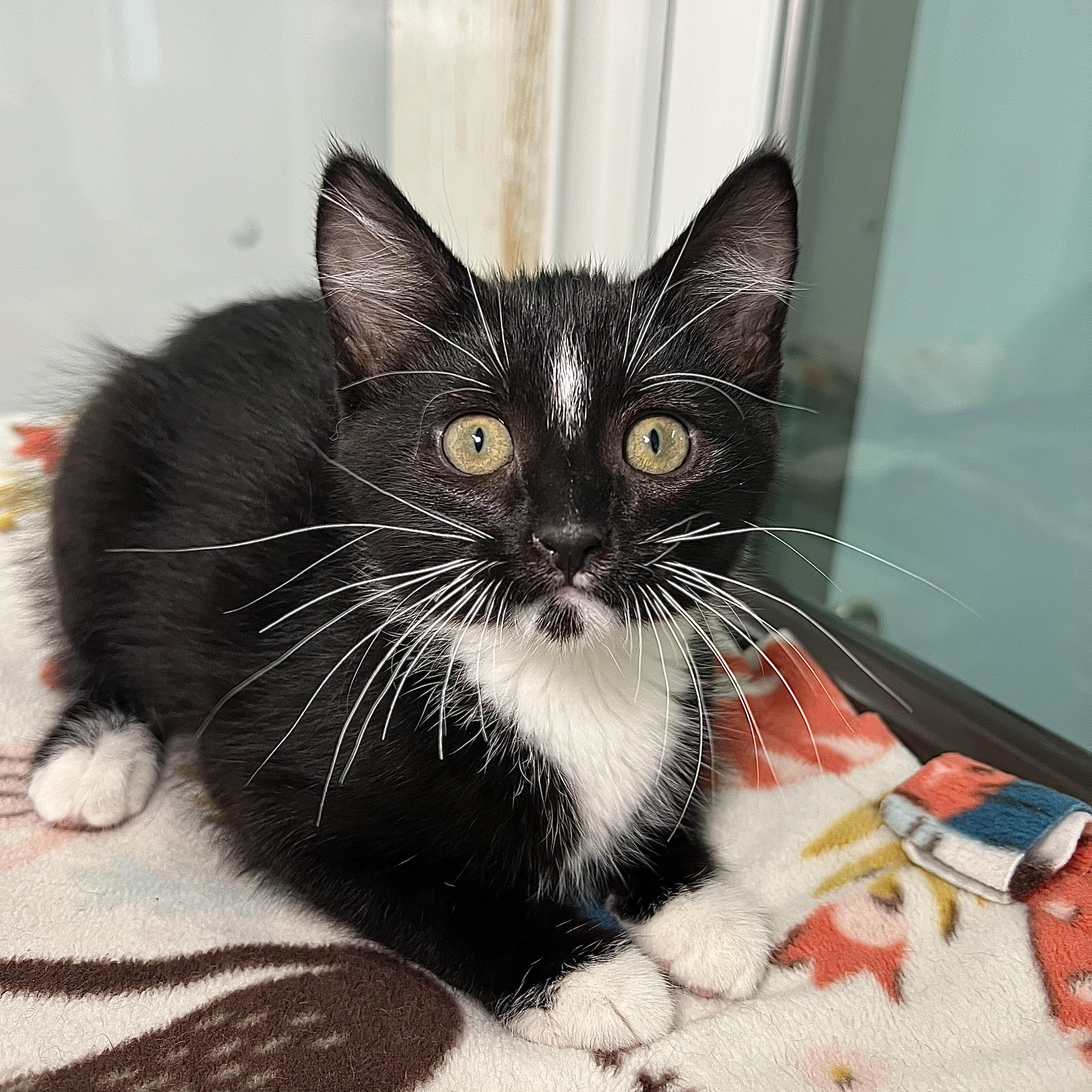 Enlarge Cherry Garcia - At PetSmart in Mankato, a ADOPTABLE Domestic Short Hair in Fairmont, MN image 1/6
