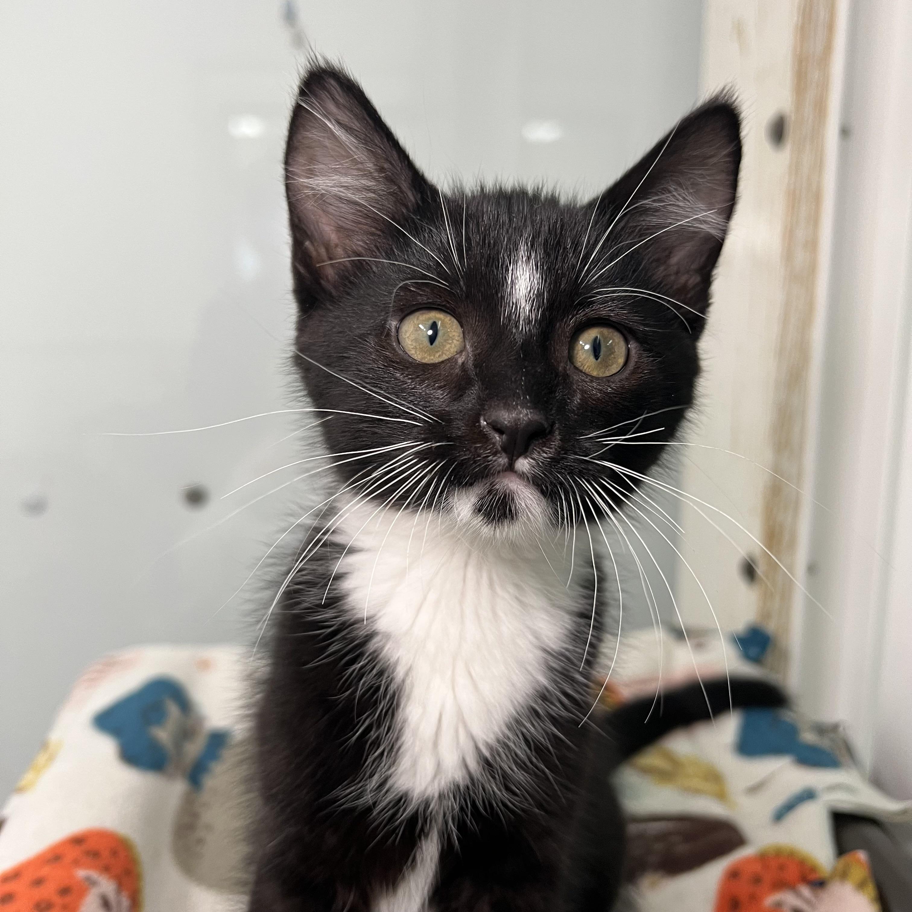 Enlarge Cherry Garcia - At PetSmart in Mankato, a ADOPTABLE Domestic Short Hair in Fairmont, MN image 3/6