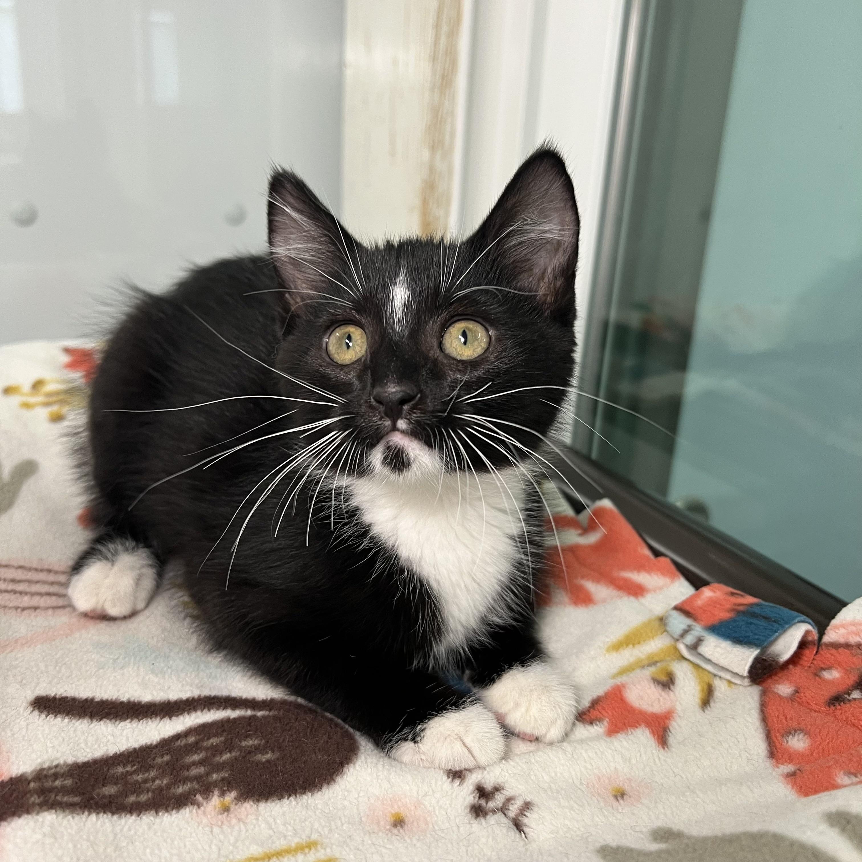 Enlarge Cherry Garcia - At PetSmart in Mankato, a ADOPTABLE Domestic Short Hair in Fairmont, MN image 4/6