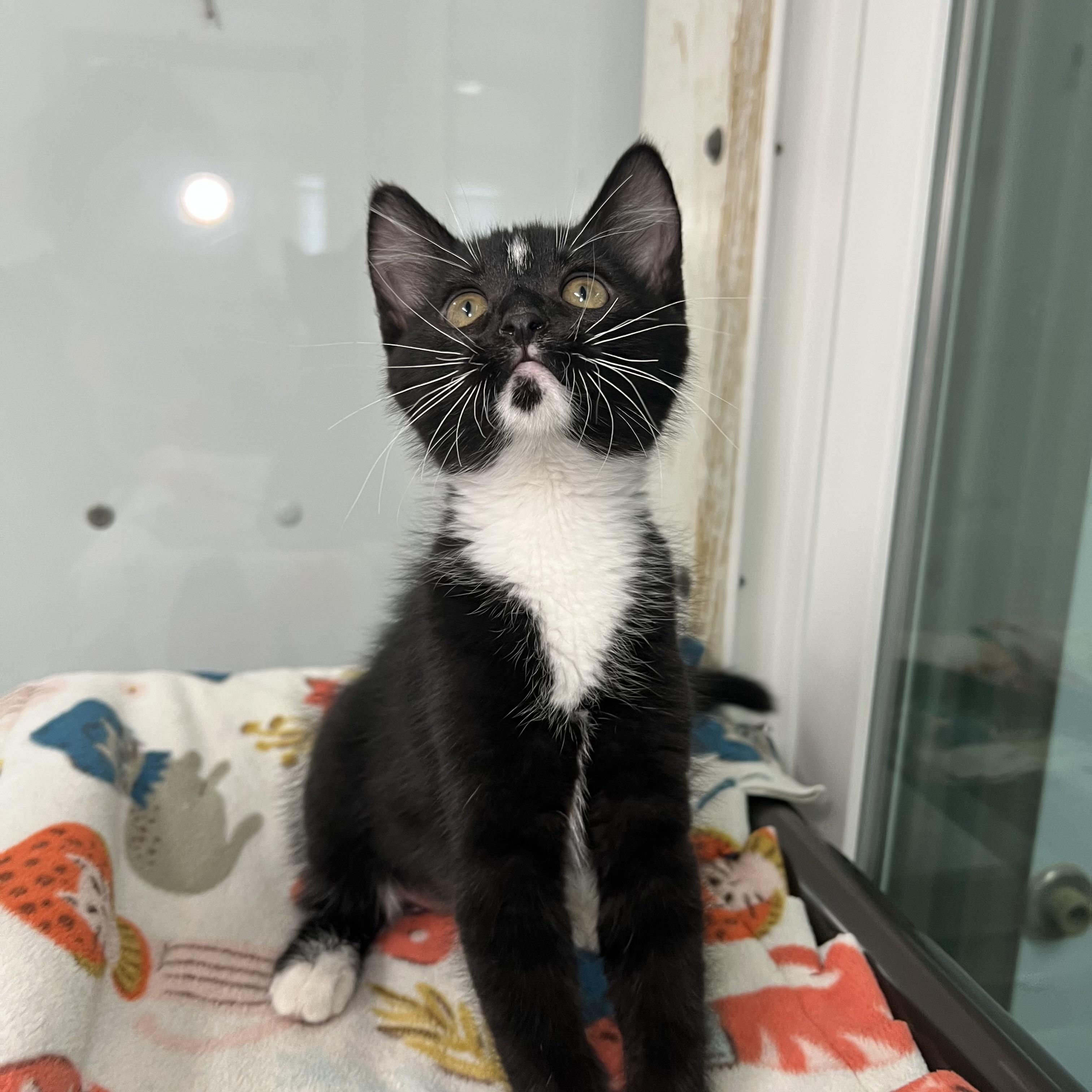 Enlarge Cherry Garcia - At PetSmart in Mankato, a ADOPTABLE Domestic Short Hair in Fairmont, MN image 2/6