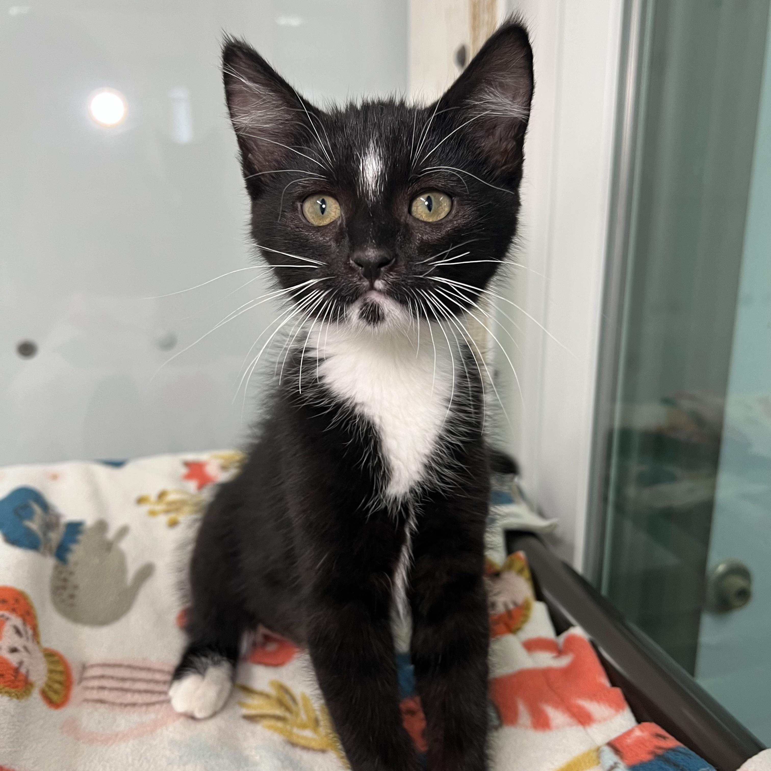 Enlarge Cherry Garcia - At PetSmart in Mankato, a ADOPTABLE Domestic Short Hair in Fairmont, MN image 5/6