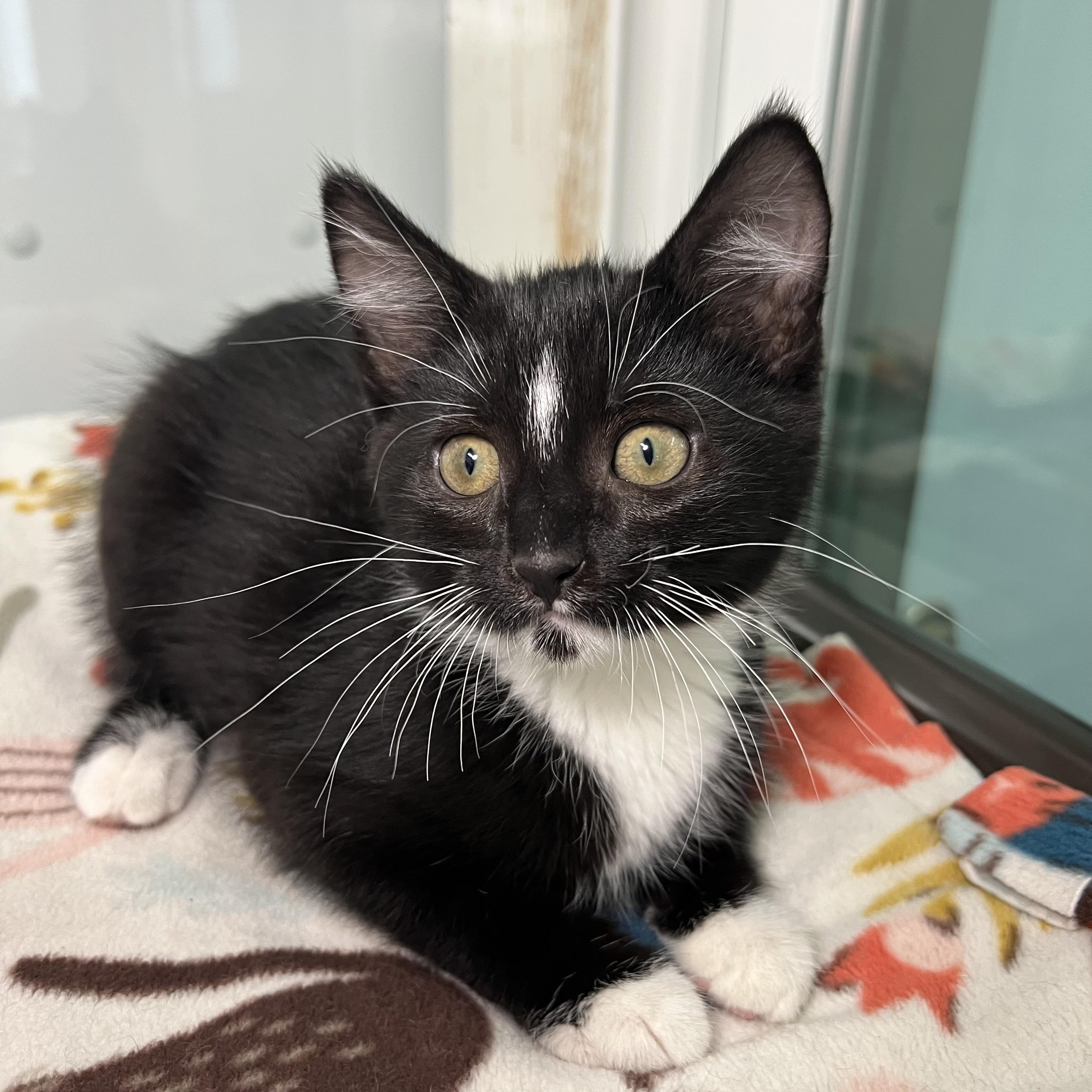 Enlarge Cherry Garcia - At PetSmart in Mankato, a ADOPTABLE Domestic Short Hair in Fairmont, MN image 6/6