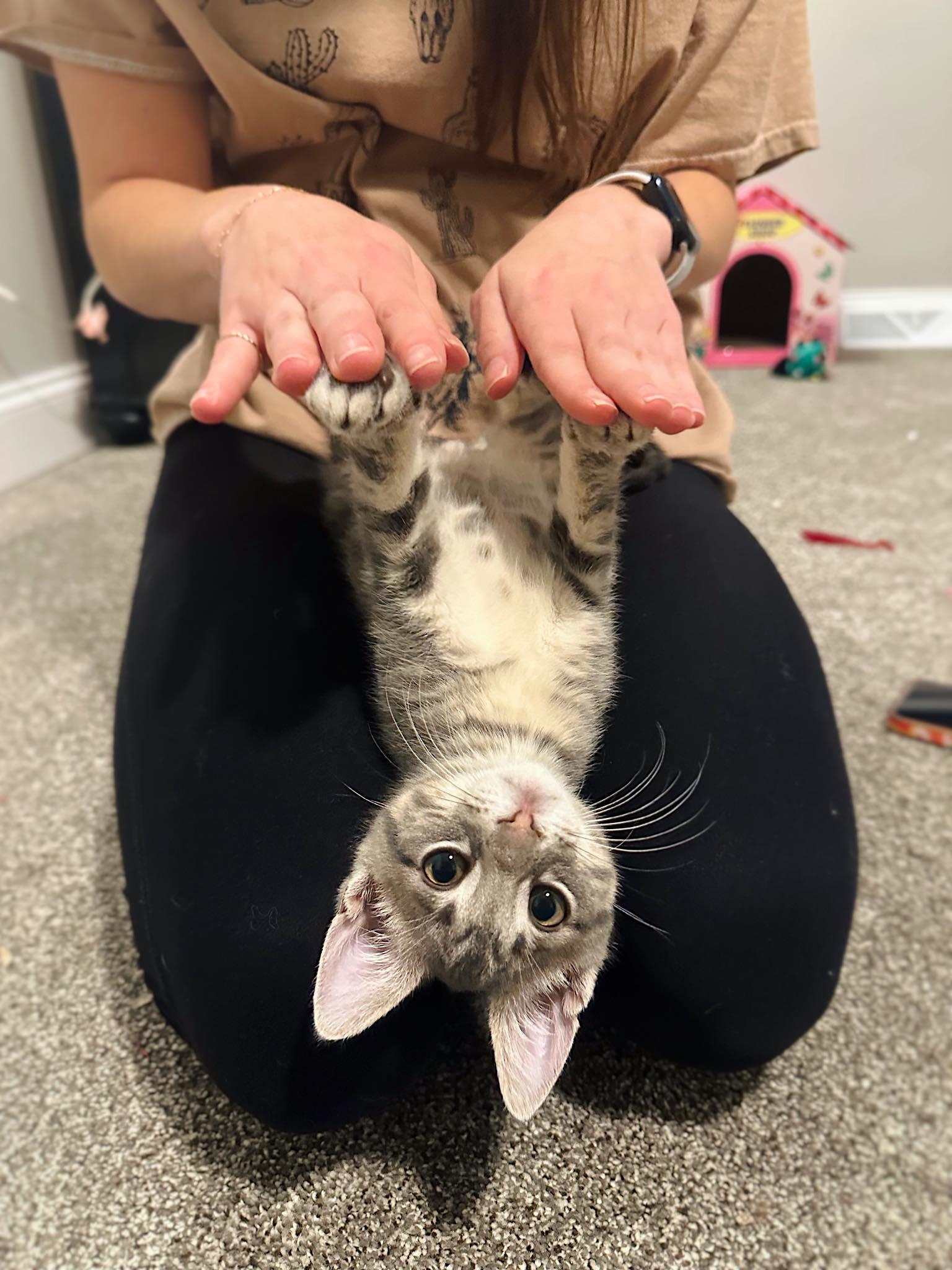 Enlarge Captain and Dock, a Adoptable Domestic Short Hair in LEETONIA, OH image 2/6