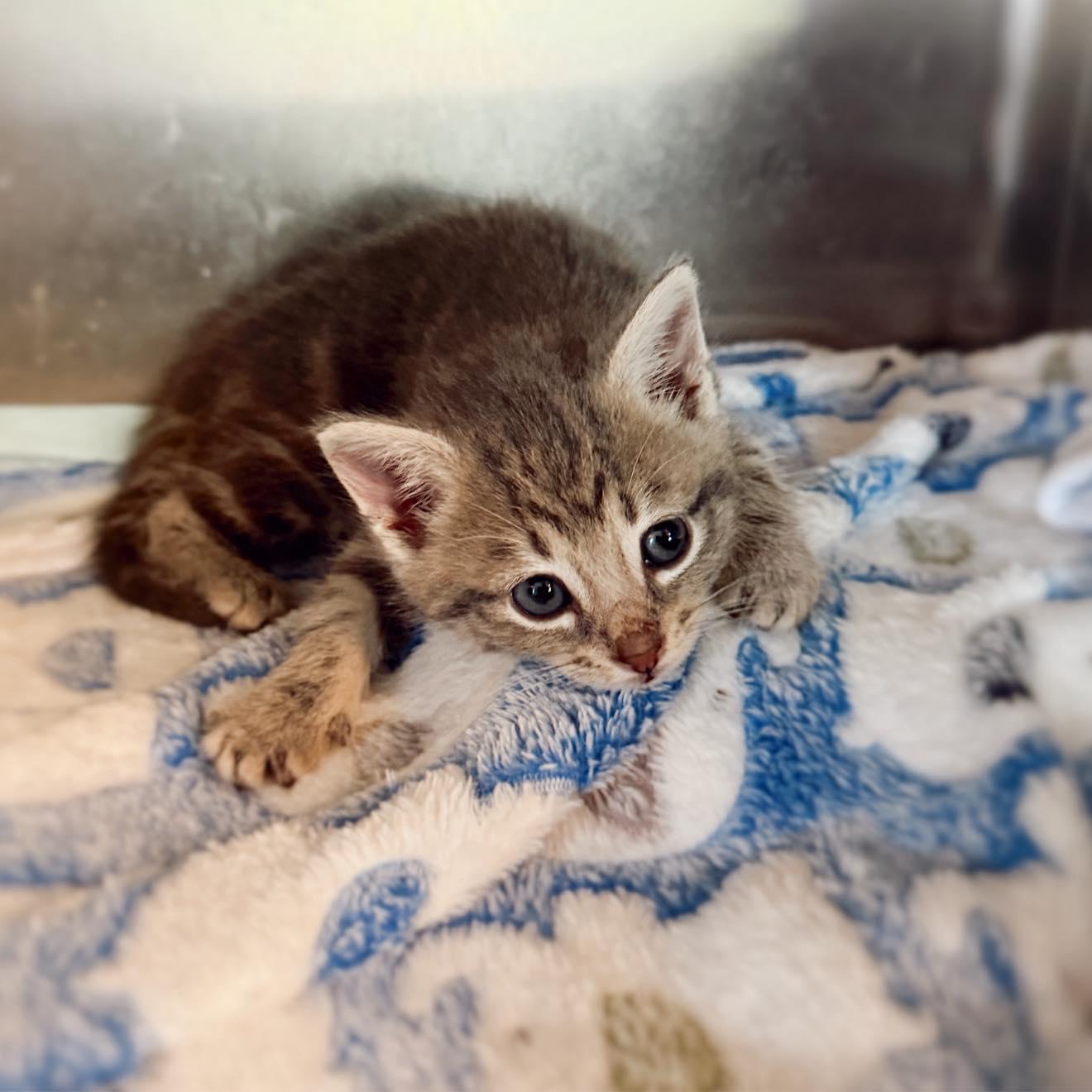 Enlarge Captain and Dock, a Adoptable Domestic Short Hair in LEETONIA, OH image 5/6