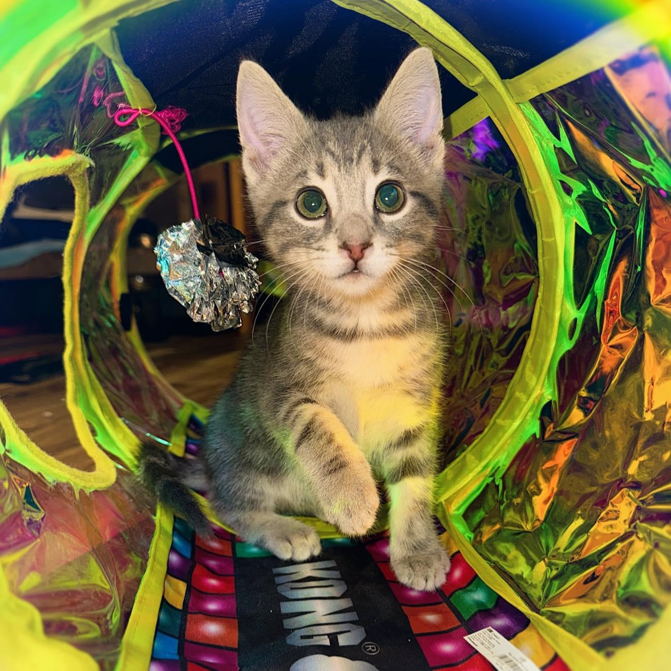 Enlarge Captain and Dock, a Adoptable Domestic Short Hair in LEETONIA, OH image 3/6