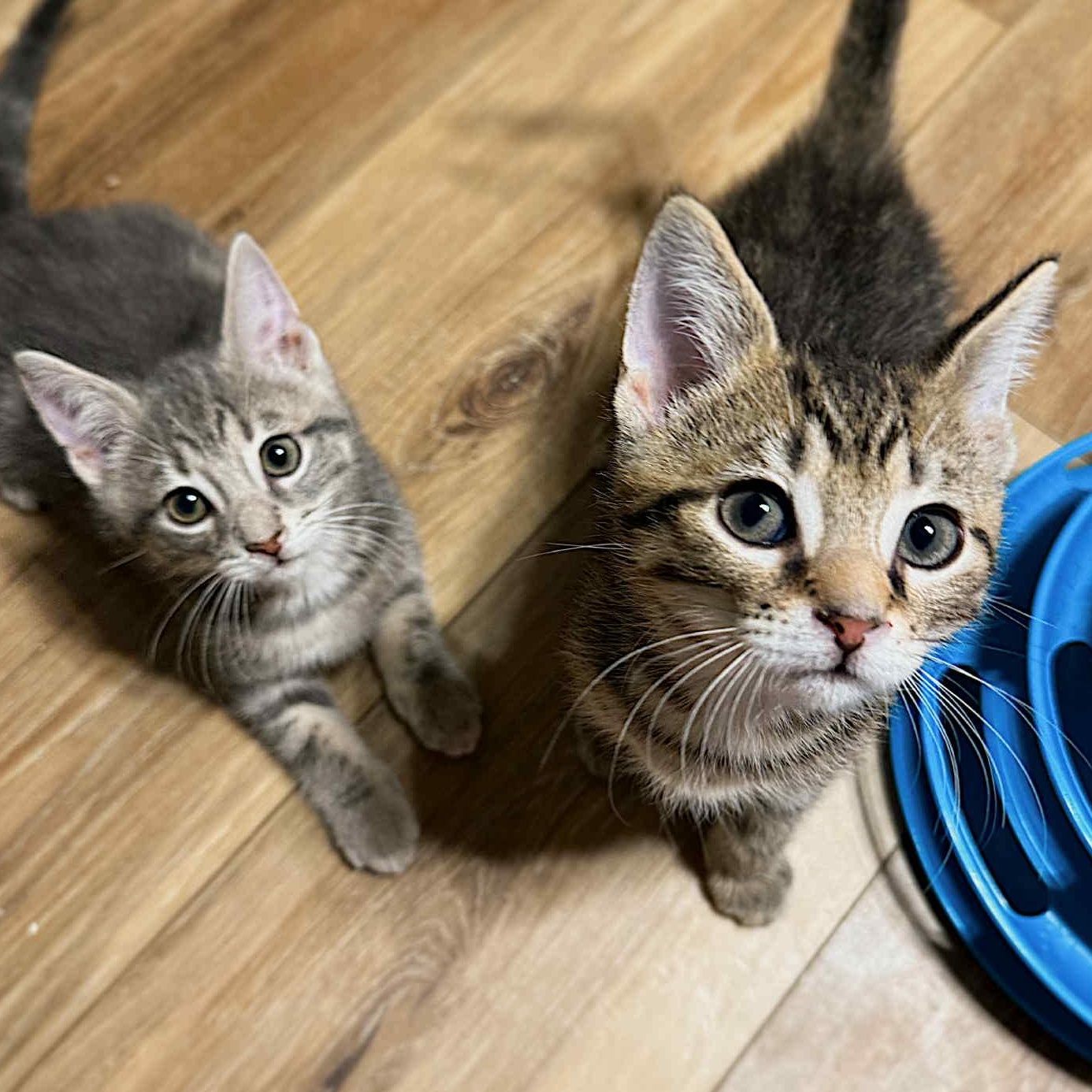 Captain and Dock, Adoptable, Kitten Male Domestic Short Hair.