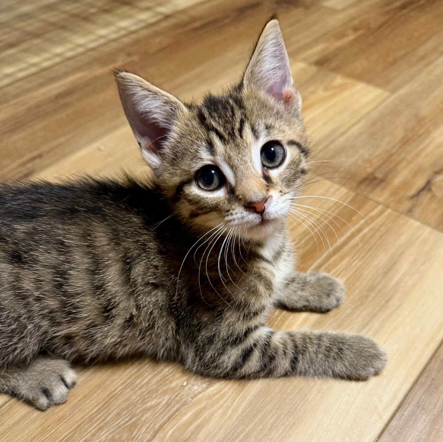 Enlarge Captain and Dock, a Adoptable Domestic Short Hair in LEETONIA, OH image 4/6