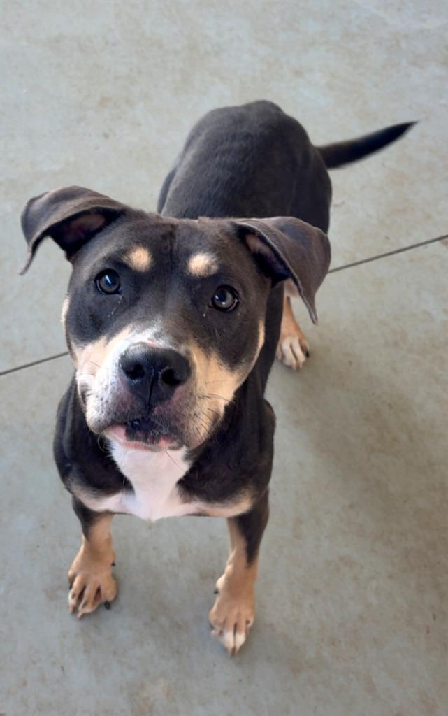 Delilah, Adopted, Adult Female Pit Bull Terrier & Mixed Breed.