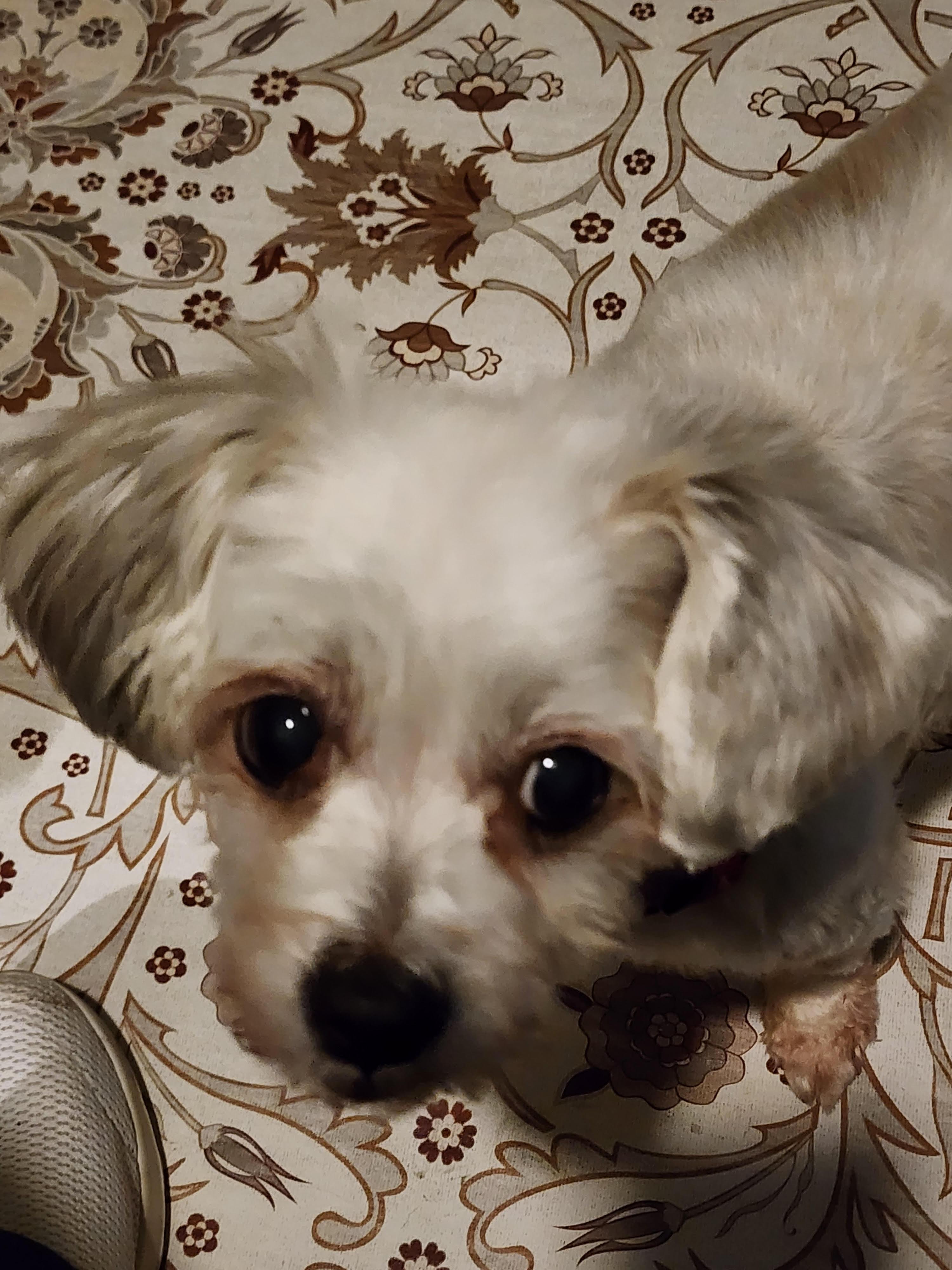 Enlarge Penny, a ADOPTABLE Maltese in Racine, WI image 1/1