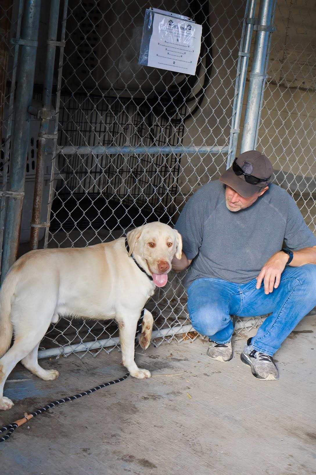 Enlarge Scout, an adopted mixed breed in Hollister, MO image 6/6
