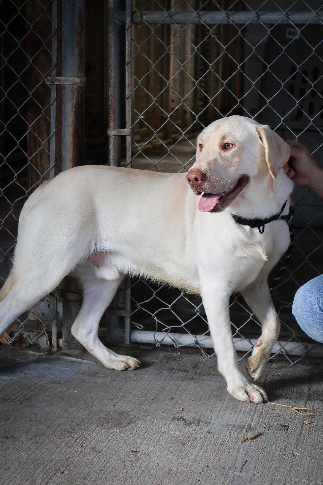 Enlarge Scout, an adopted mixed breed in Hollister, MO image 1/6