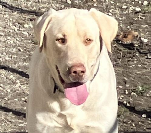 Enlarge Scout, an adopted mixed breed in Hollister, MO image 2/6