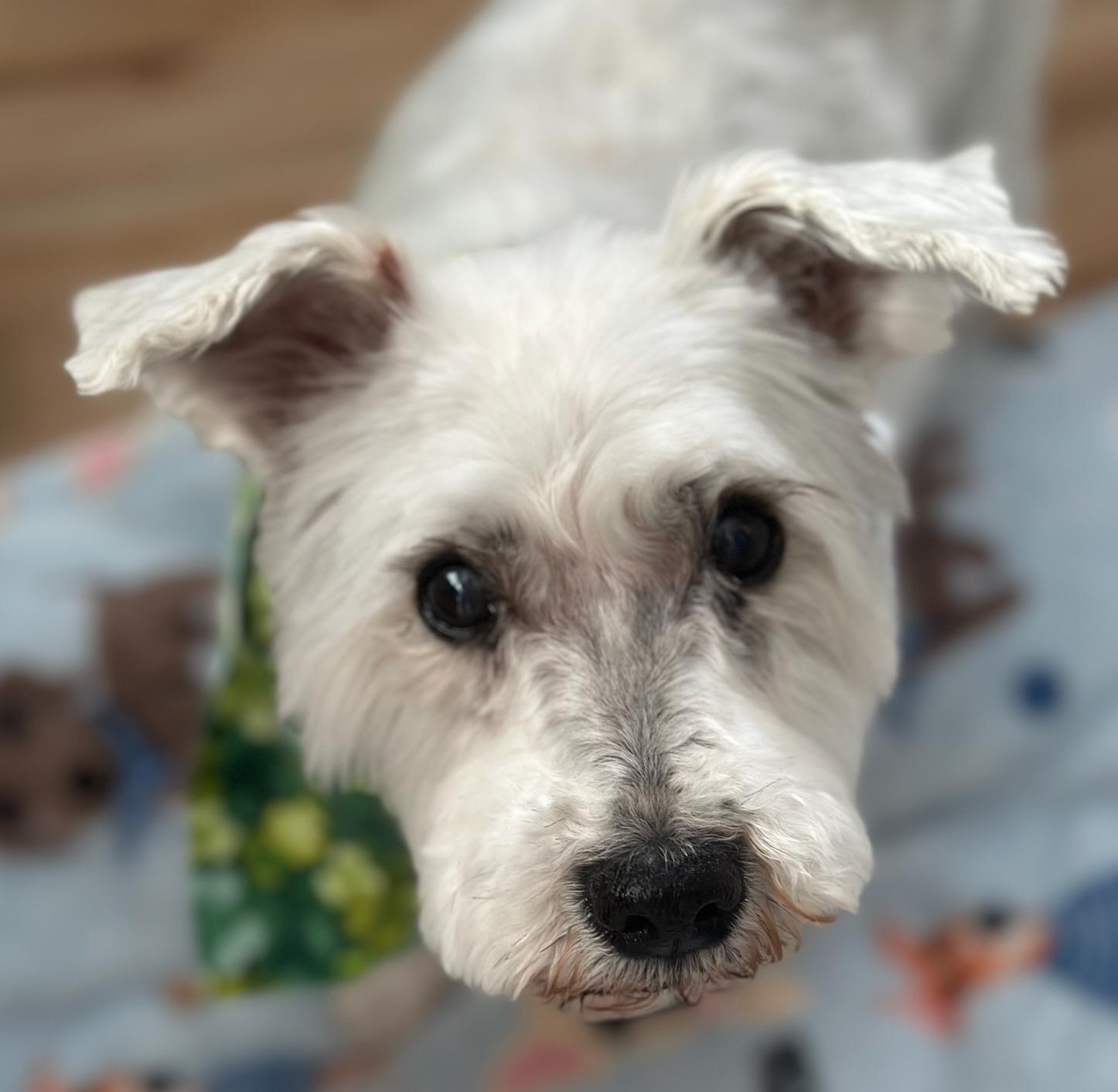 Cozi, a ADOPTABLE mixed breed in Staten Island, NY image 3/4